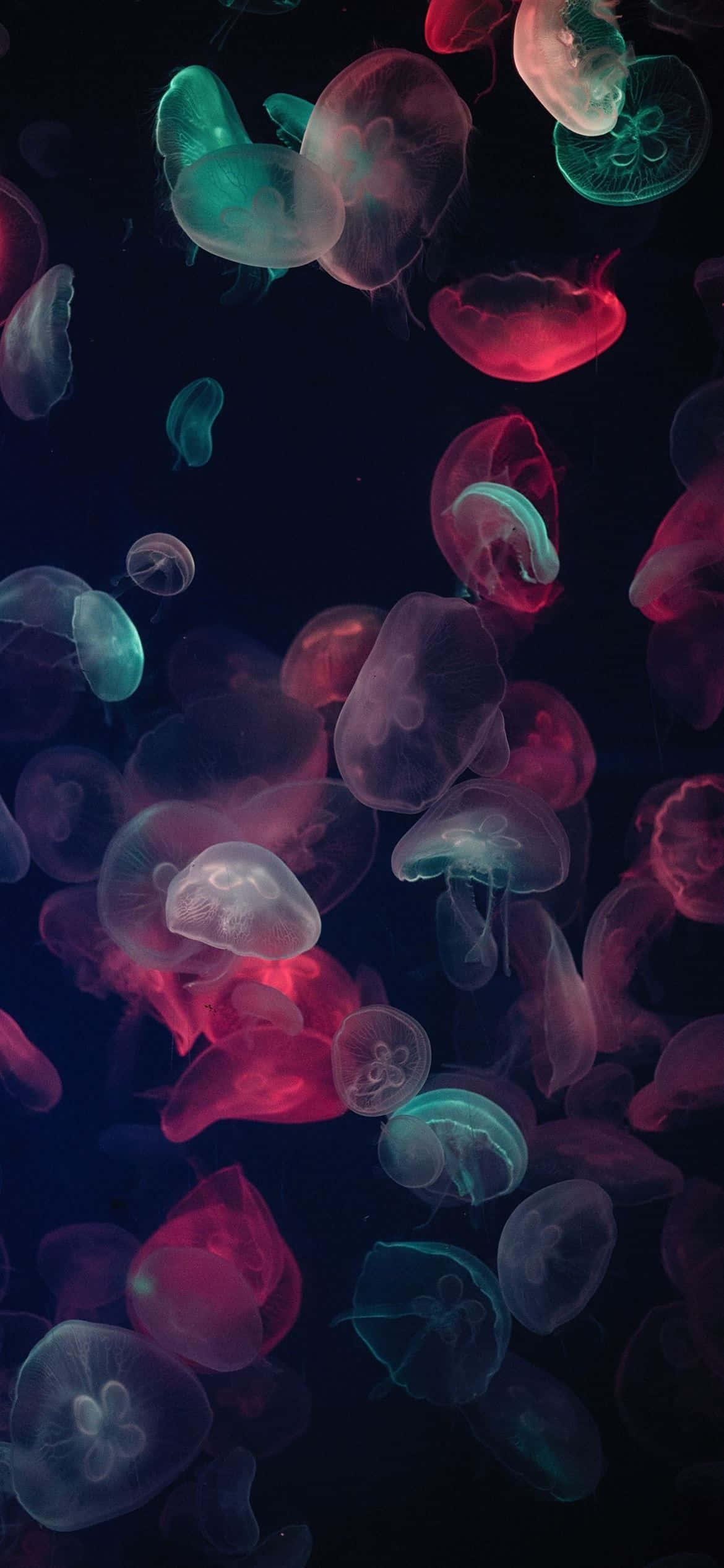 Разрешение 1170x2532 Разноцветные медузы Обои