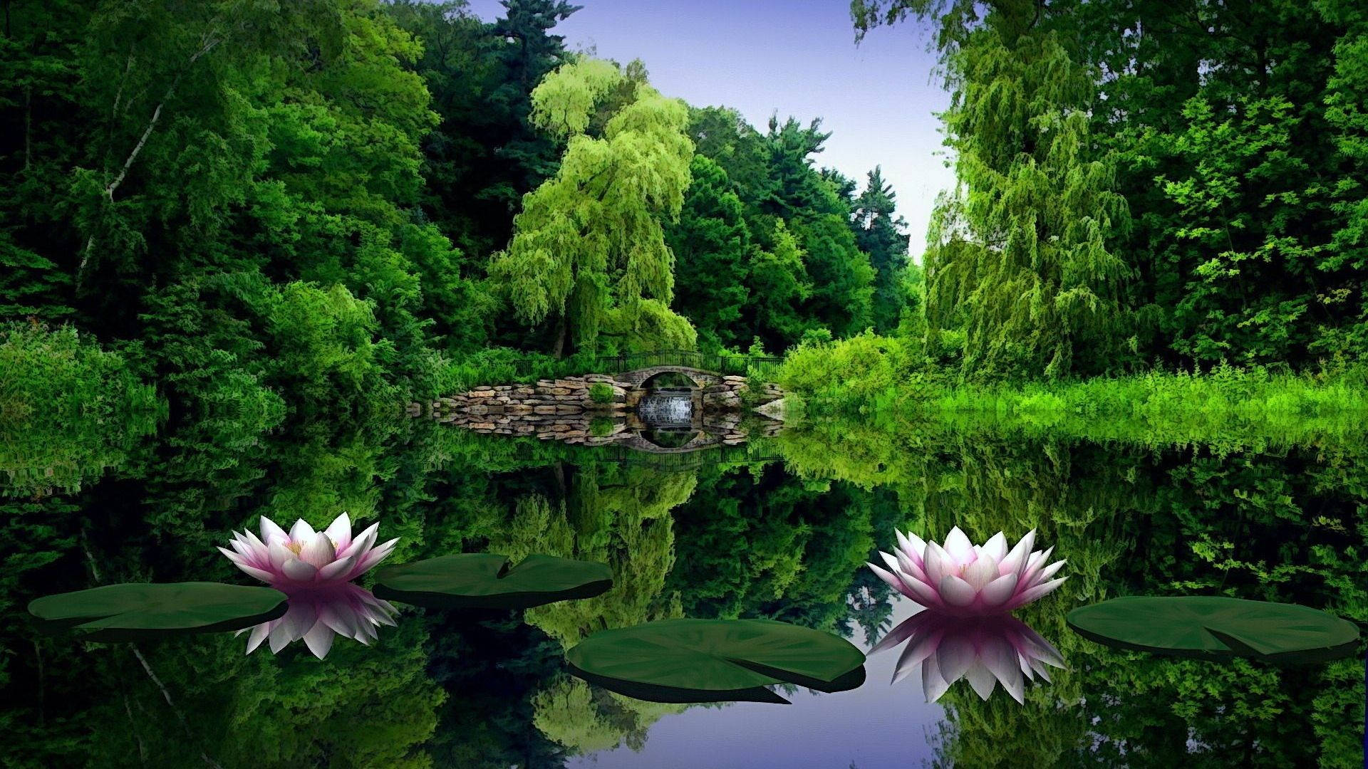 1920x1080 Full HD Природа Кувшинка Обои