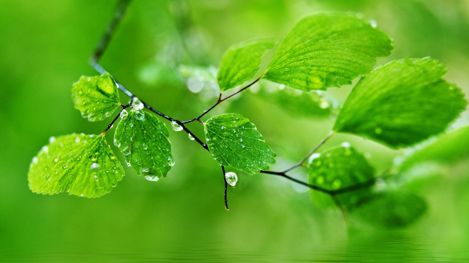1920x1080 Full HD Природа Мокрые Зеленые Листья Обои