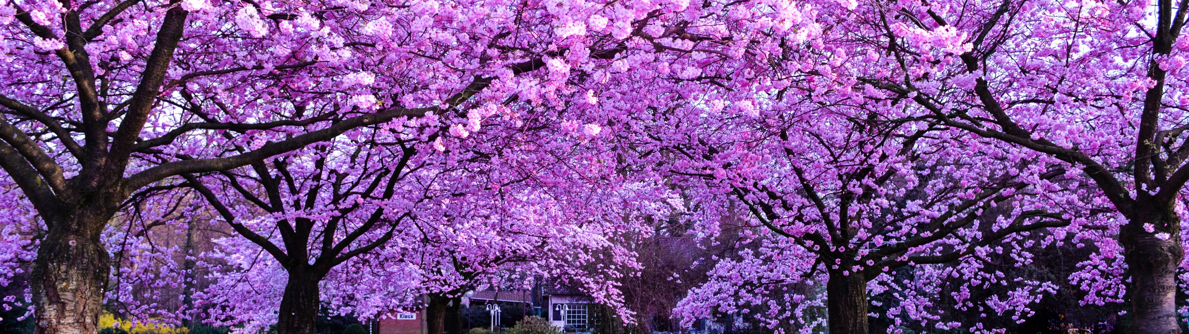 3840x1080 4K Сакура Обои