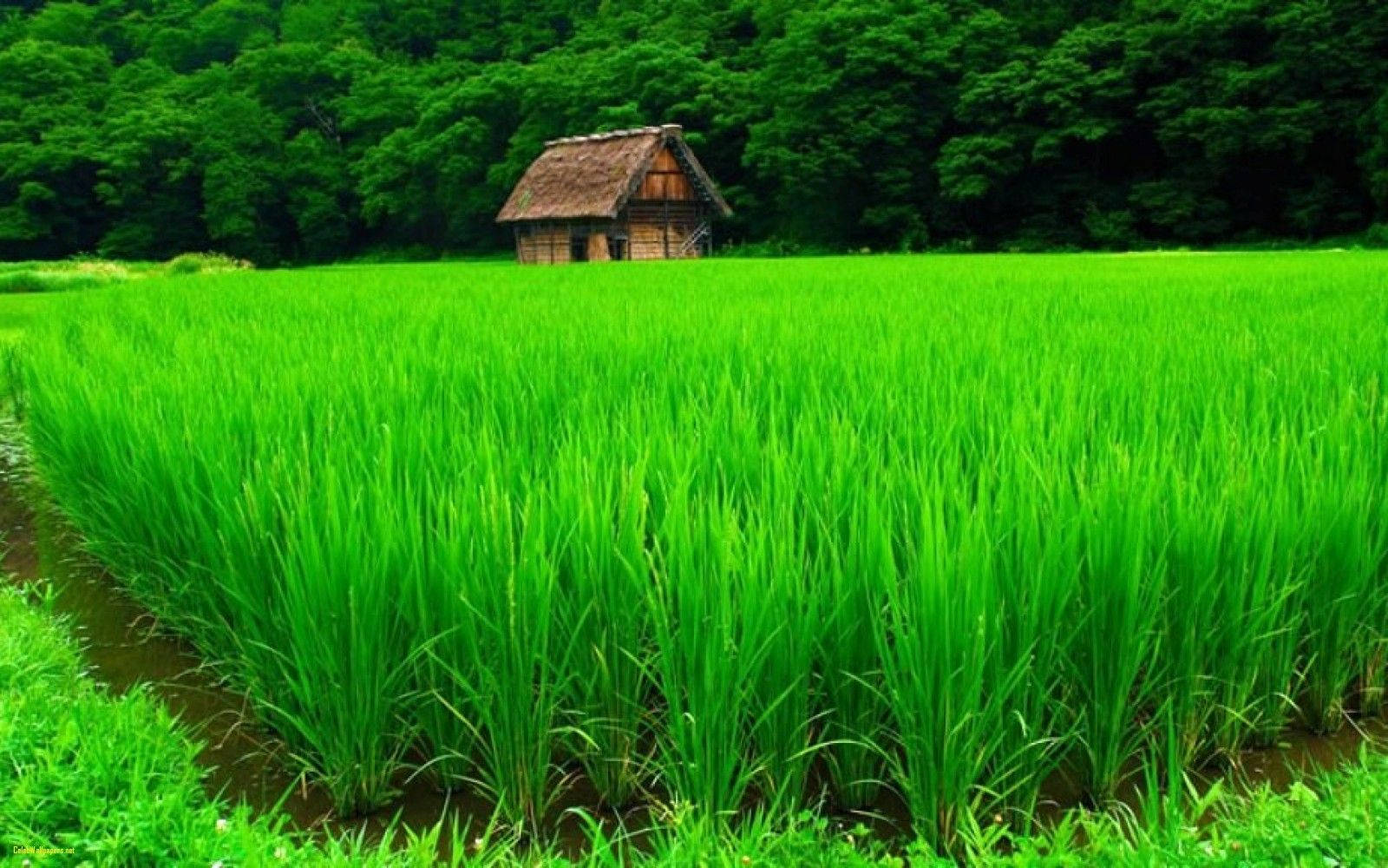 4K Природа Ферма Обои