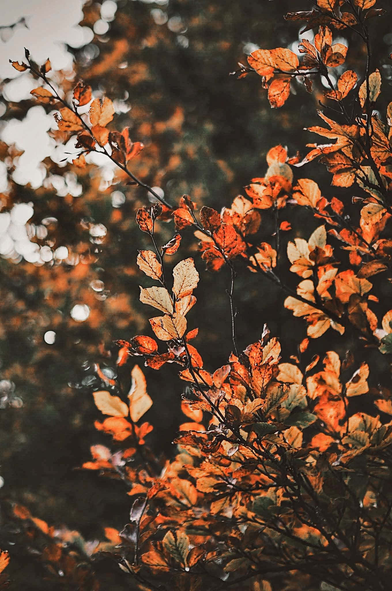 Насладитесь красотой осени с красочными листьями Aesthetic Fall. Обои