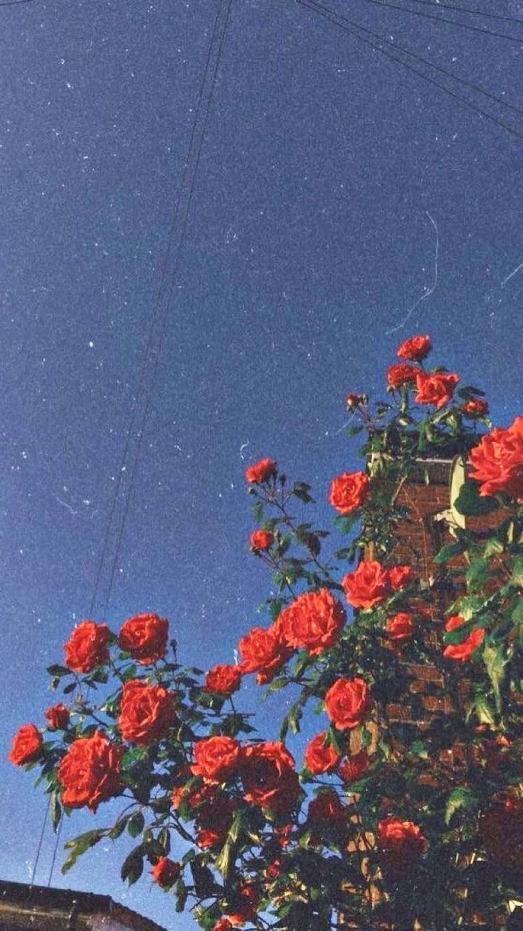 Наслаждайтесь яркими цветами и ностальгической атмосферой Aesthetic Retro! Обои