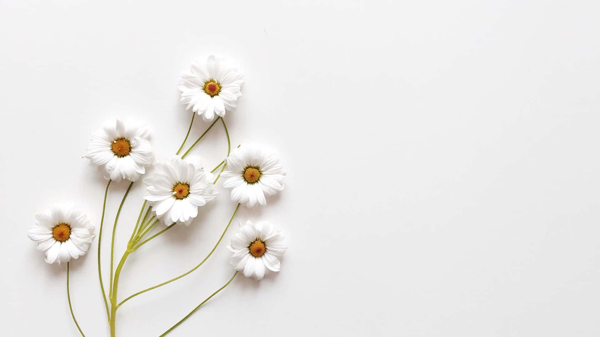 Ощутите простоту, элегантность и изысканность с обоями Aesthetic White. Обои