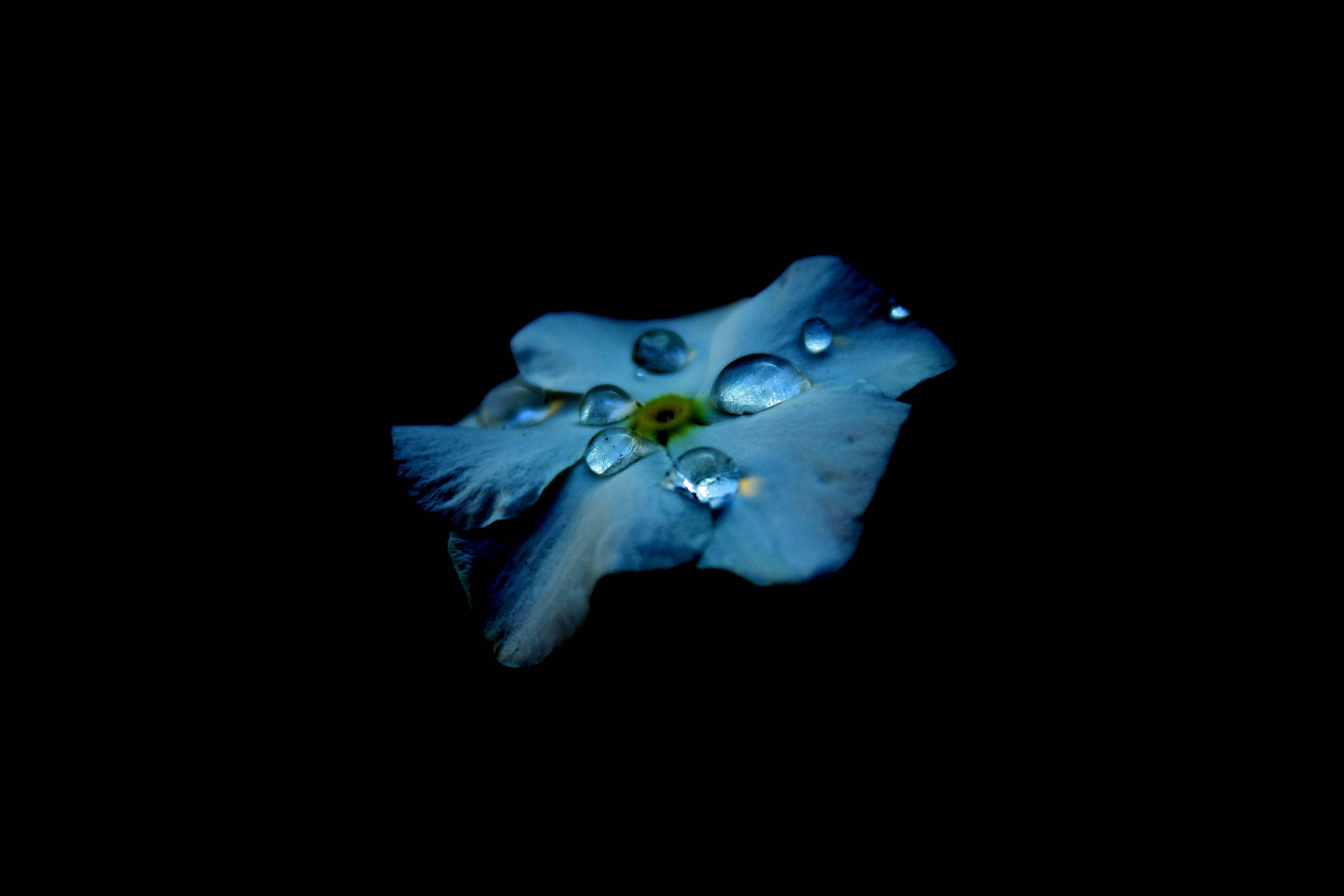 Красота жизни, раскрытая через AMOLED: голубые капли цветка Обои