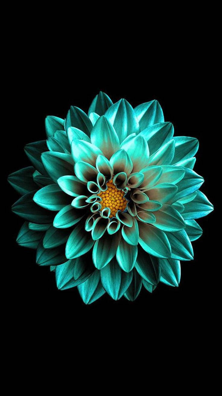 Черный AMOLED Изумрудный Цветок Обои