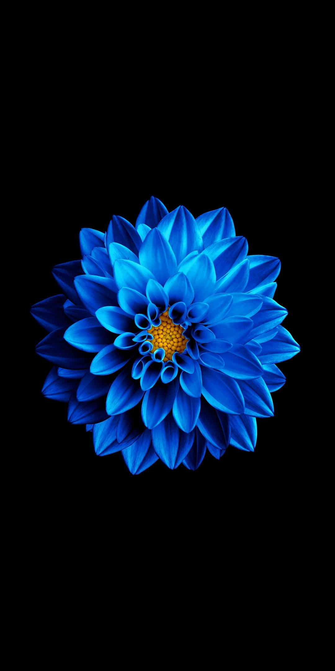 Синий цветок на черном AMOLED Обои