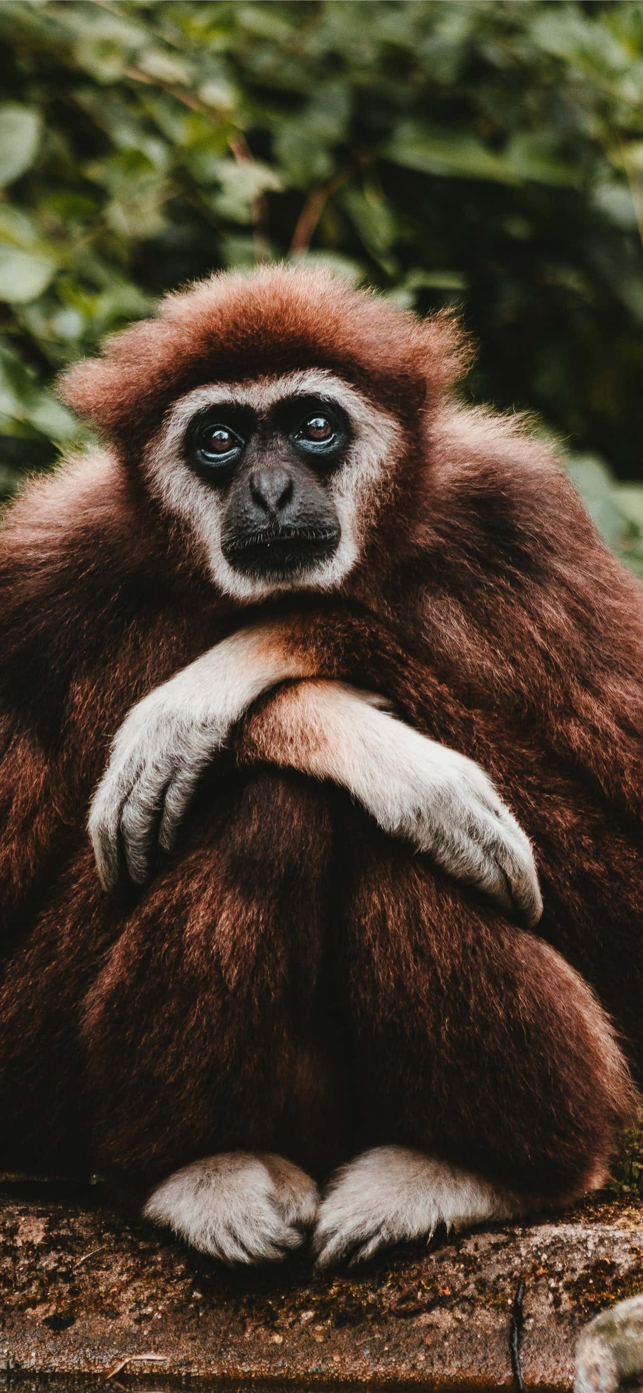 Android Gibbon Переносит Вас В Будущее Мобильных Технологий Обои