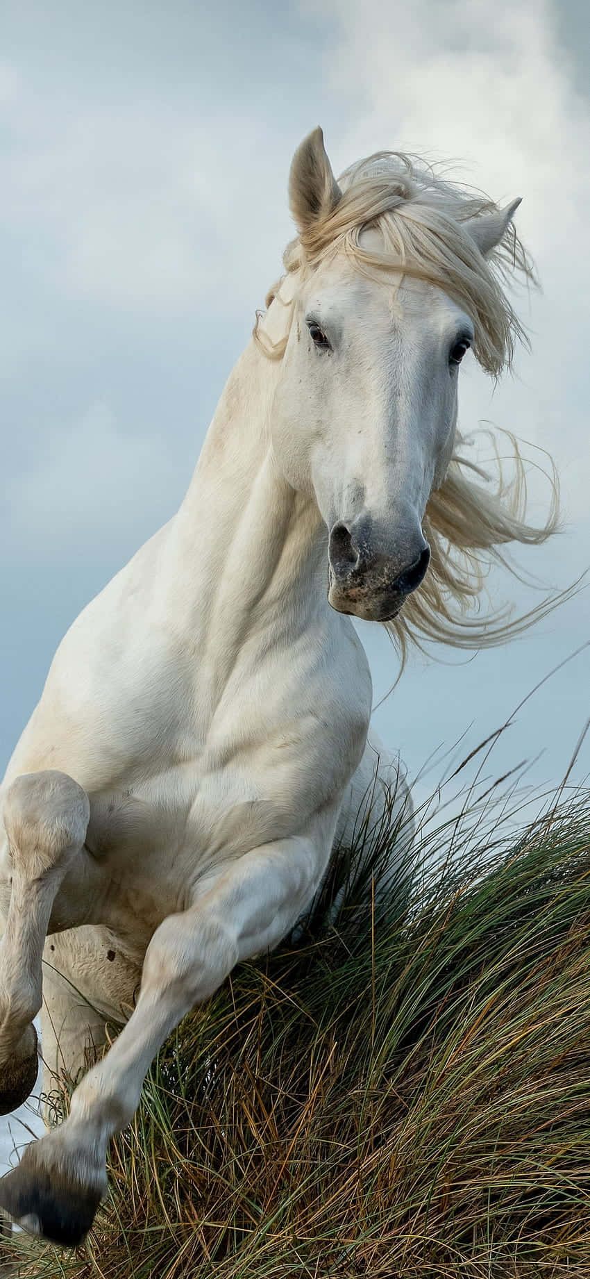 Мощь и красота с Beautiful Horse iPhone Обои
