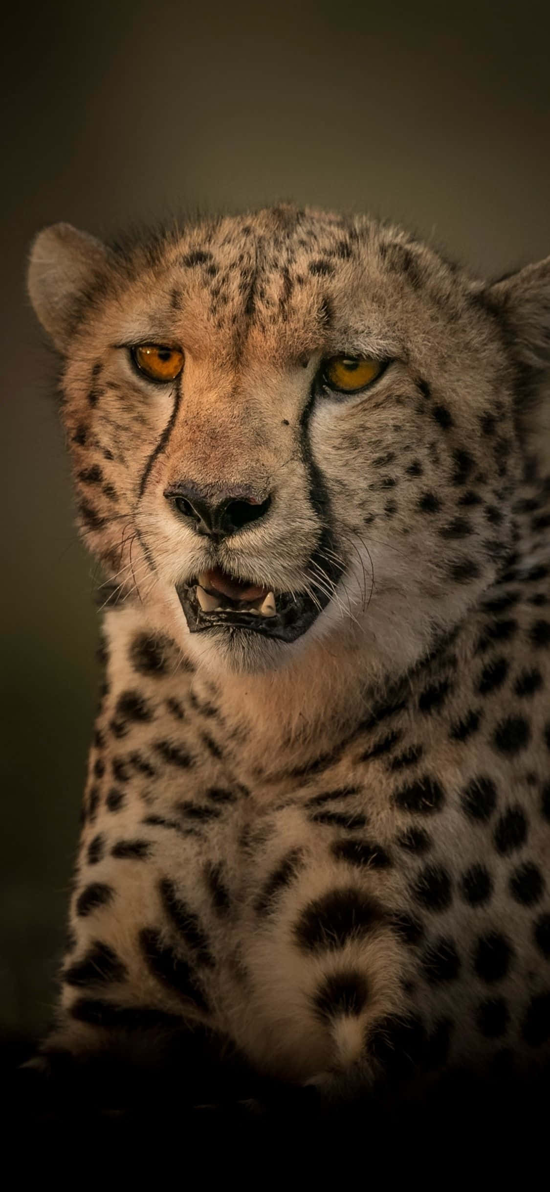 Будьте стильными с Cheetah iPhone Обои