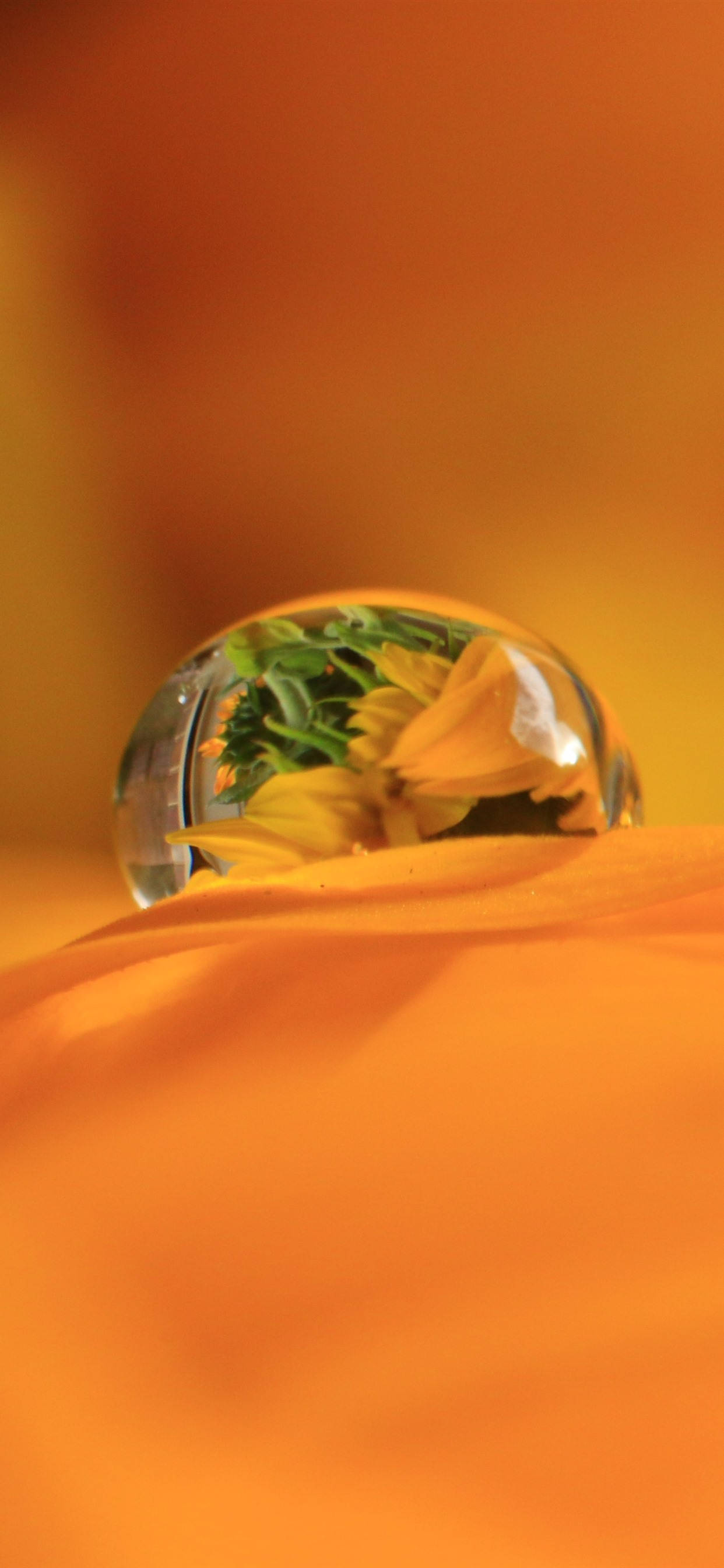 Dewdrop On Orange Petal Обои