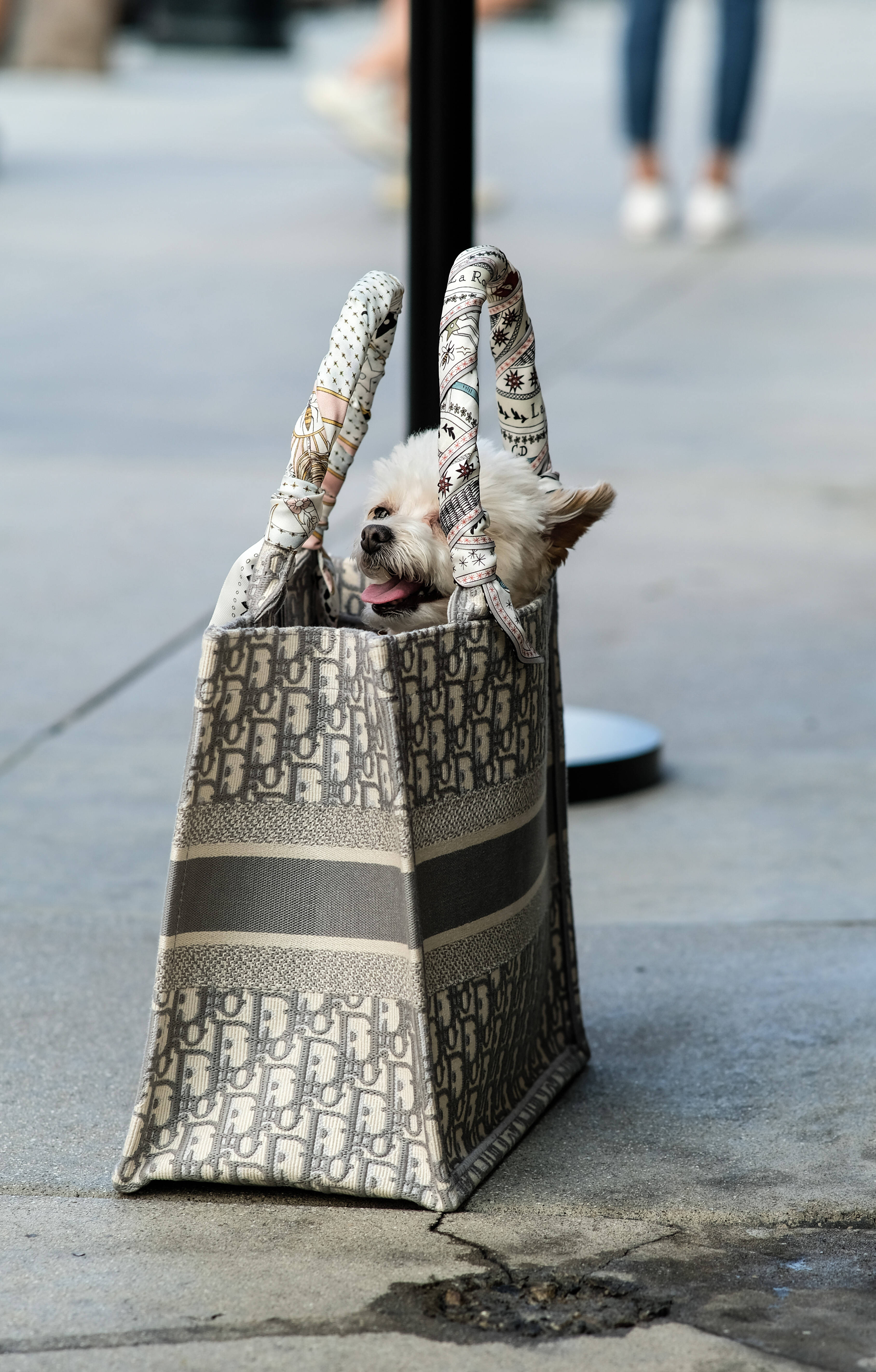 Сумка Dior Tote со щенком Обои