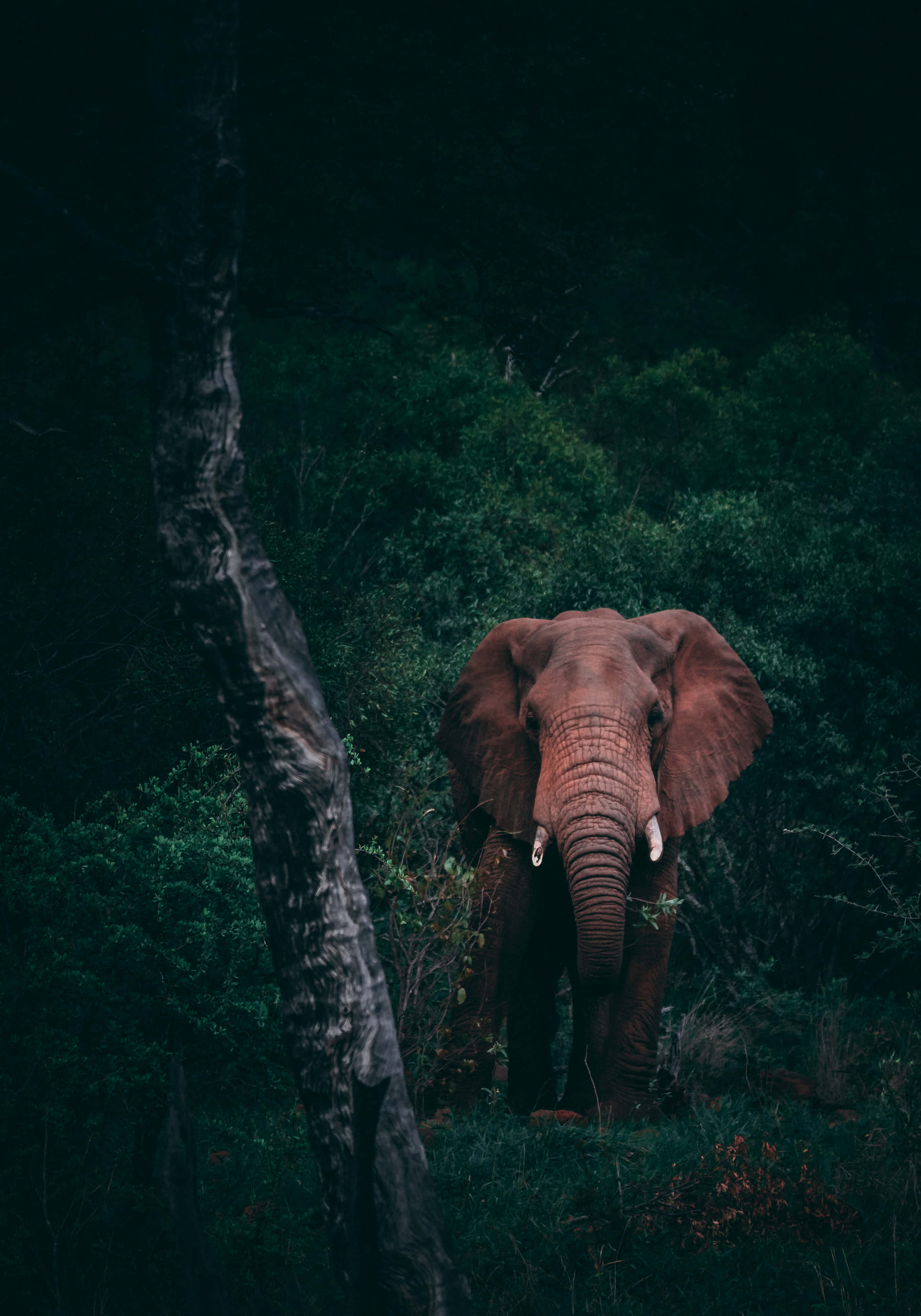 Работа на ходу с ноутбуком Elephant. Обои