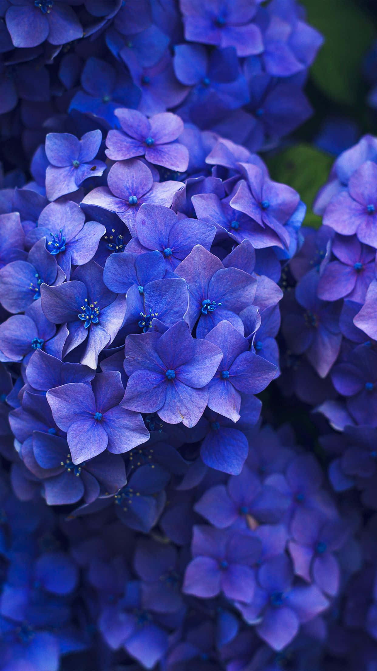 Наслаждайтесь красотой с Flower iPhone Обои