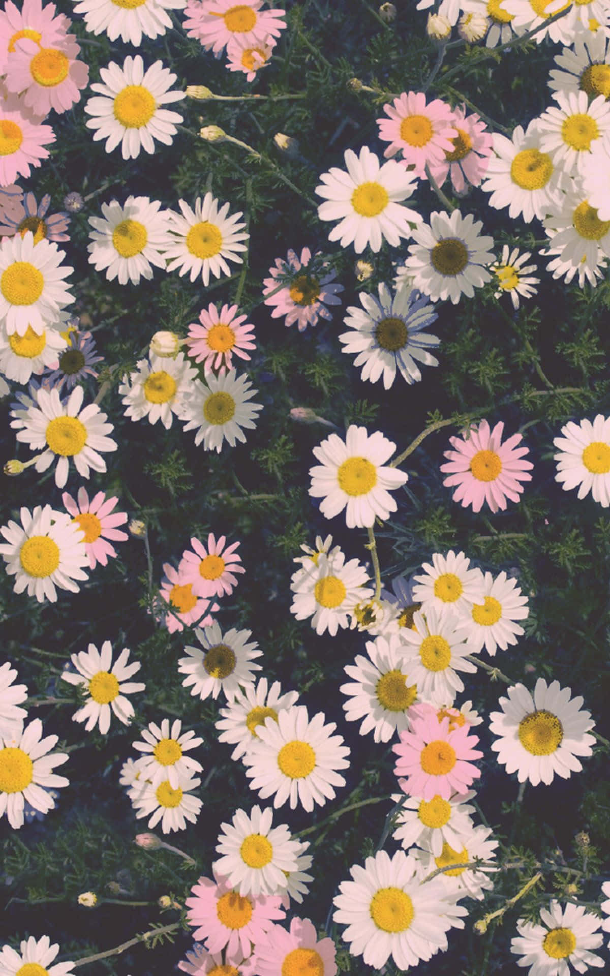 Пусть природа расцветёт в вашей жизни с Flower iPhone. Обои