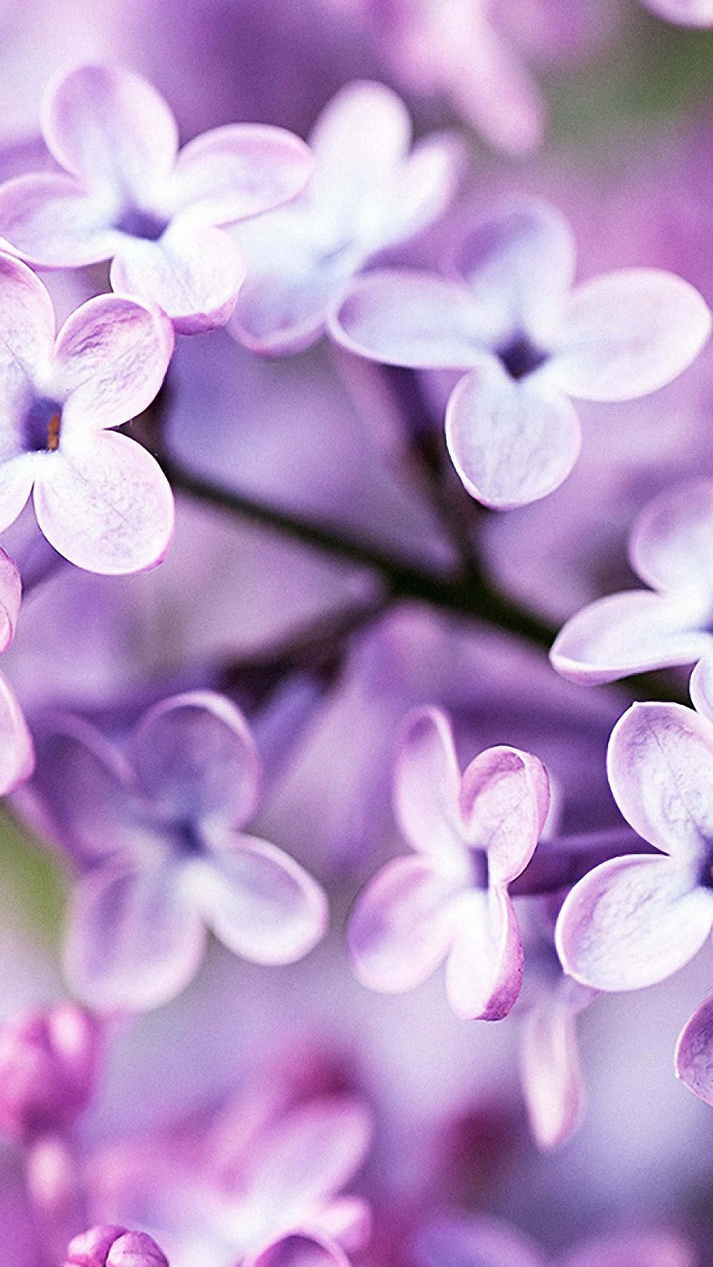 Почувствуйте красоту природы с Flower iPhone Обои