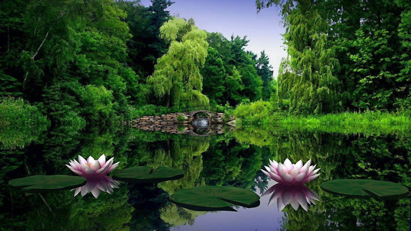 Кувшинки Full HD 1600x900 Обои