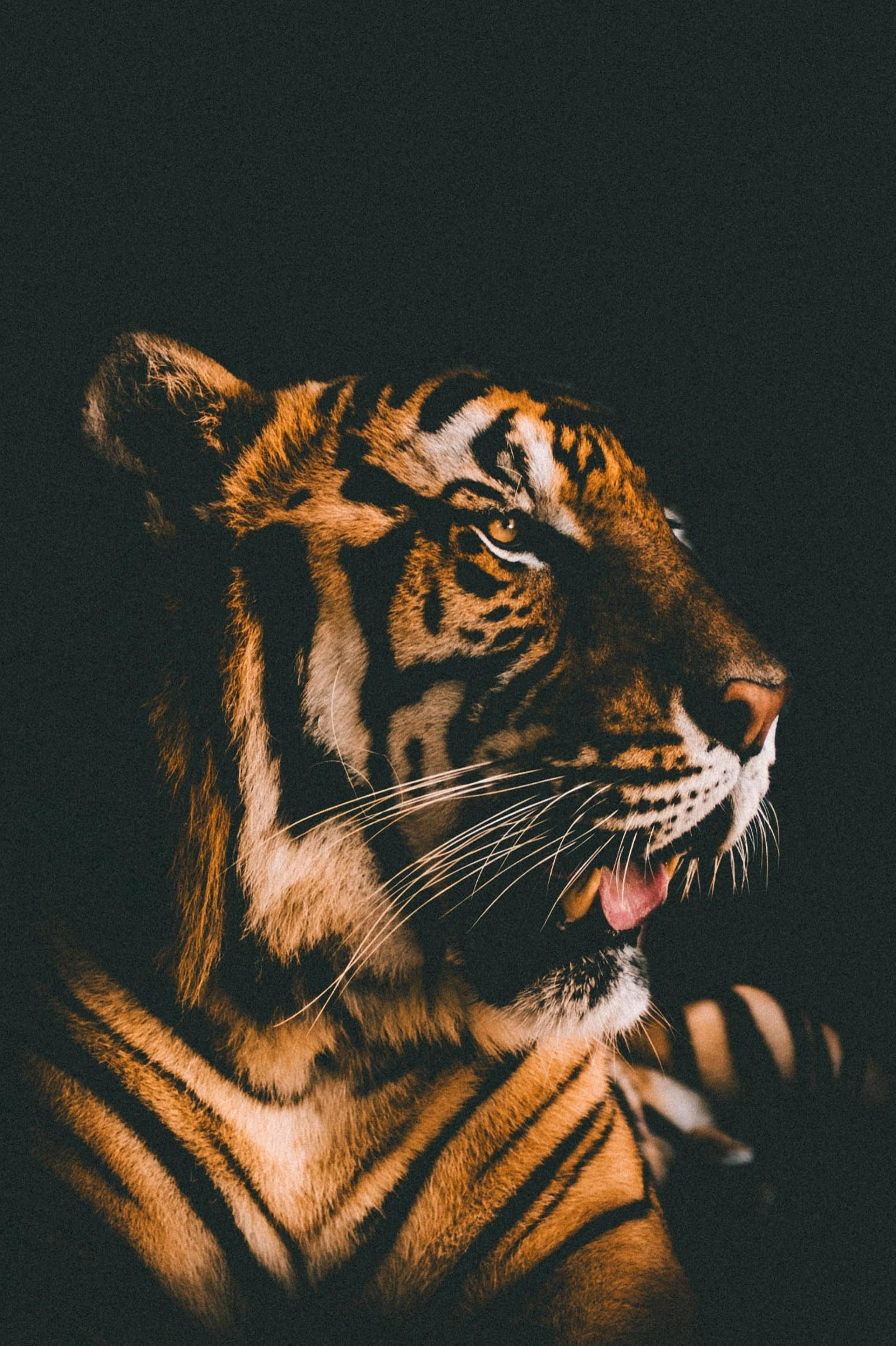 Великолепный фильтр Harimau Film Обои