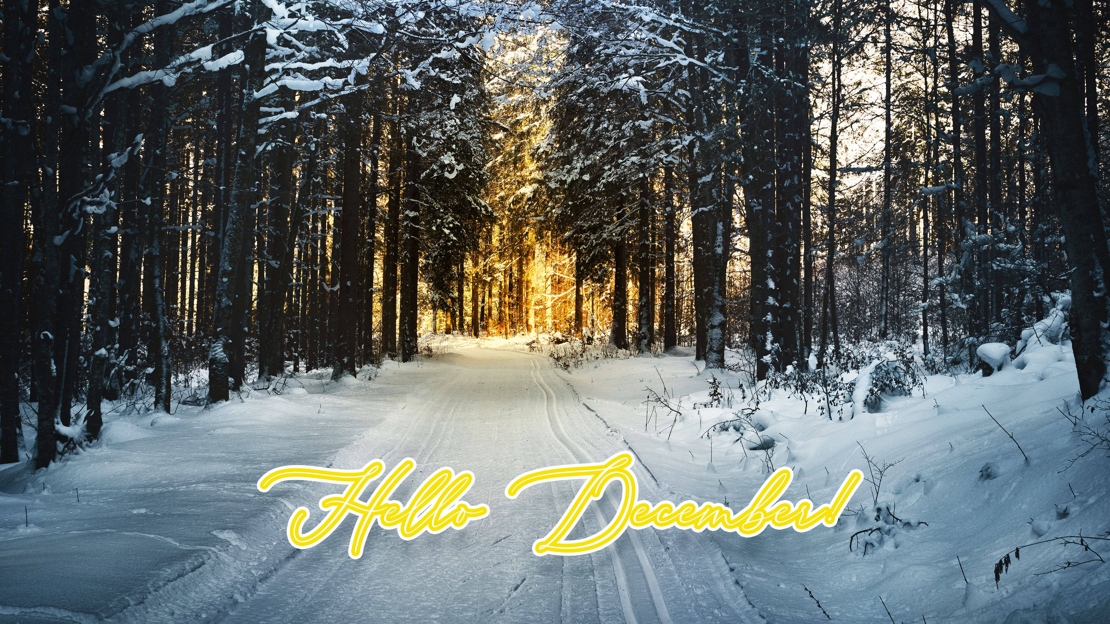 Hello December Winter Forest Обои