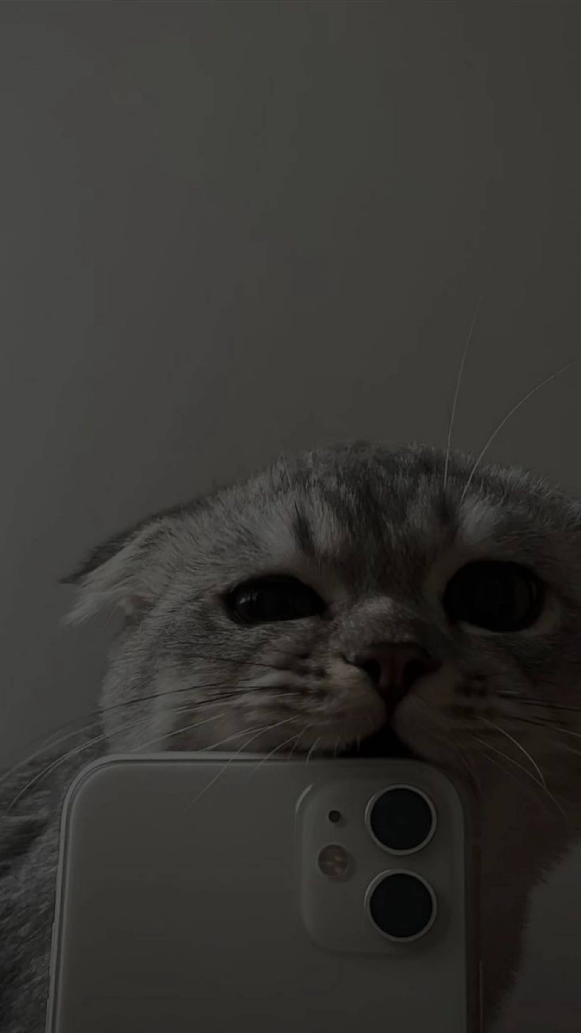 Милый эстетичный кот кусает iPhone 11 Обои