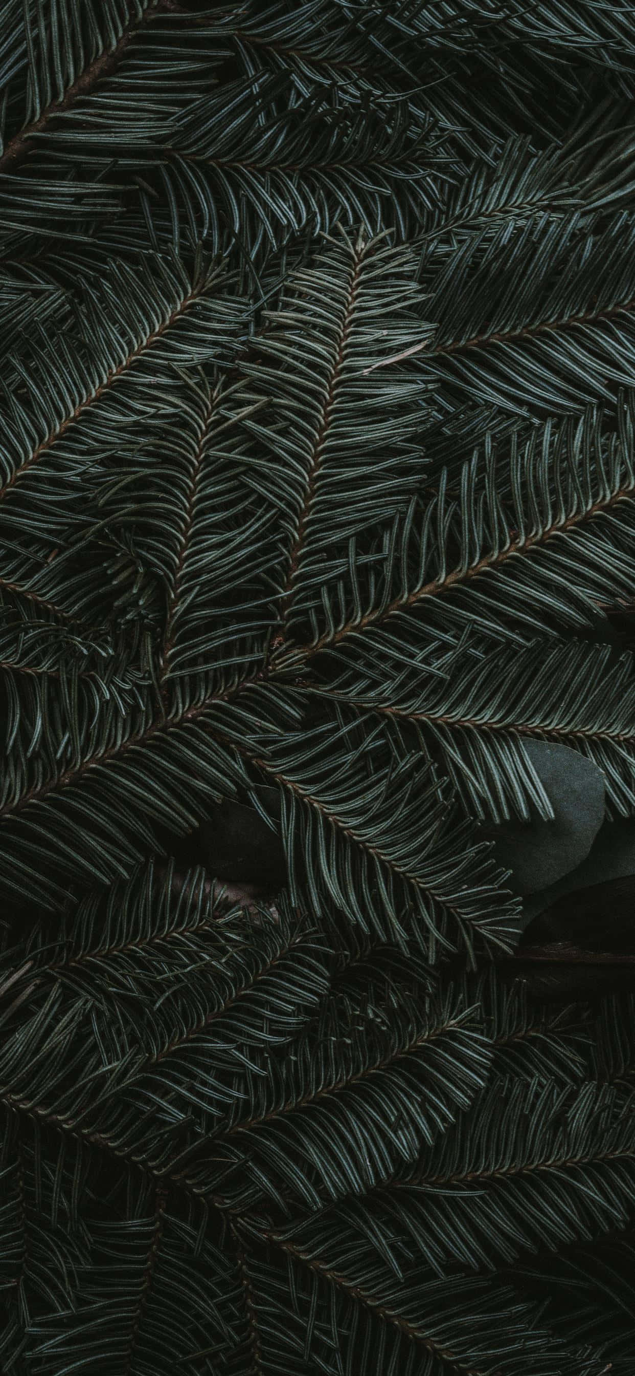 iPhone 11 Green Pine Leaves Обои