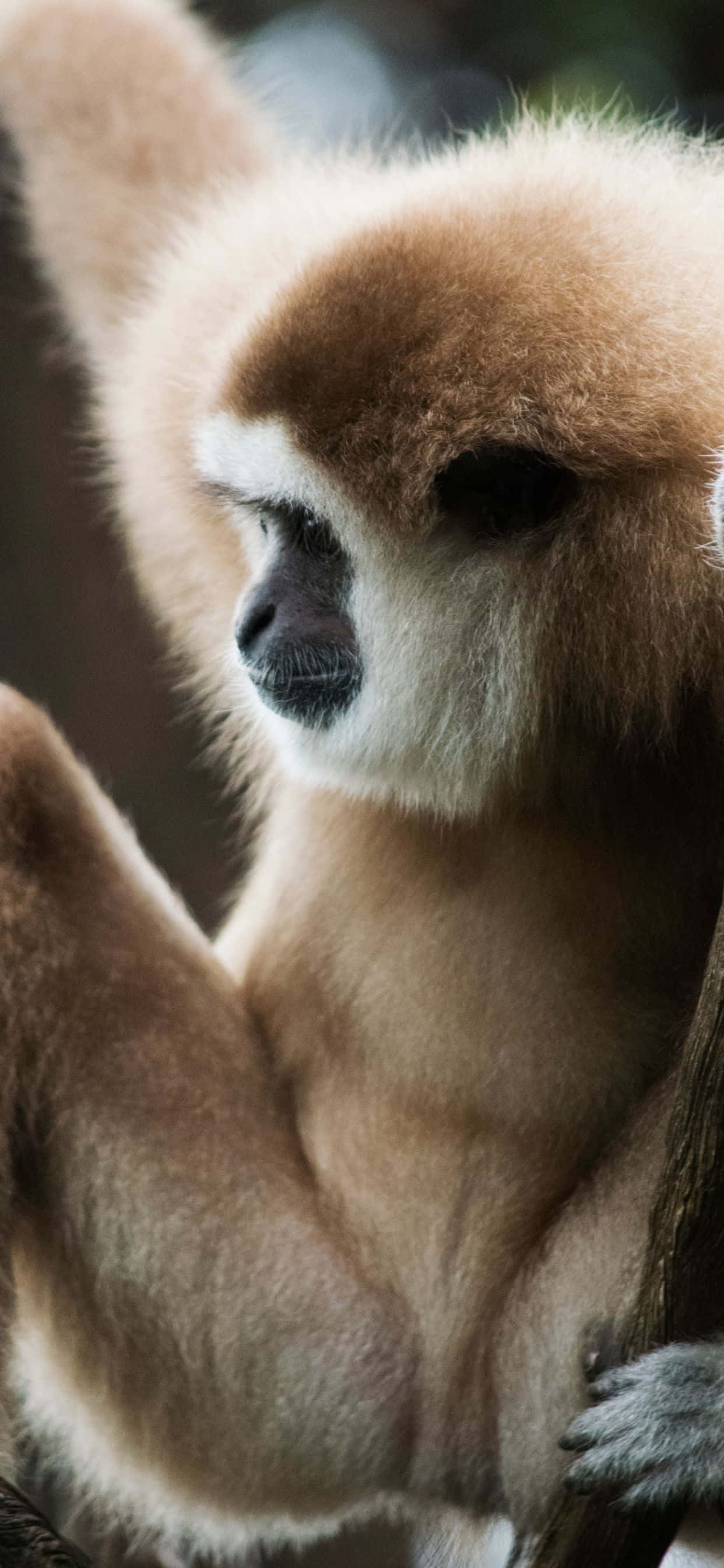 Вдохновляйтесь с iPhone Xs Max Gibbon Обои