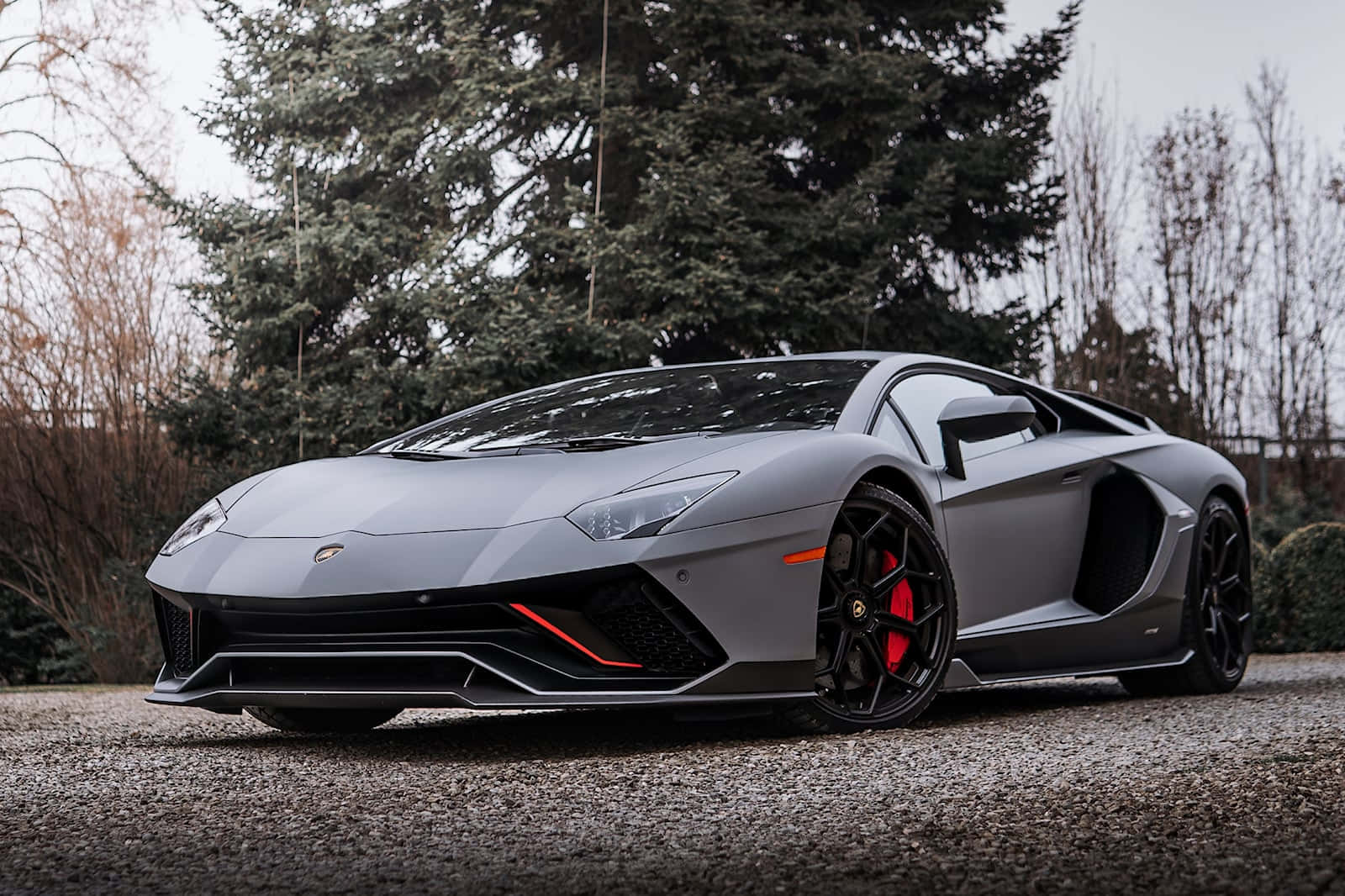 серый Lamborghini, припаркованный перед деревом Обои
