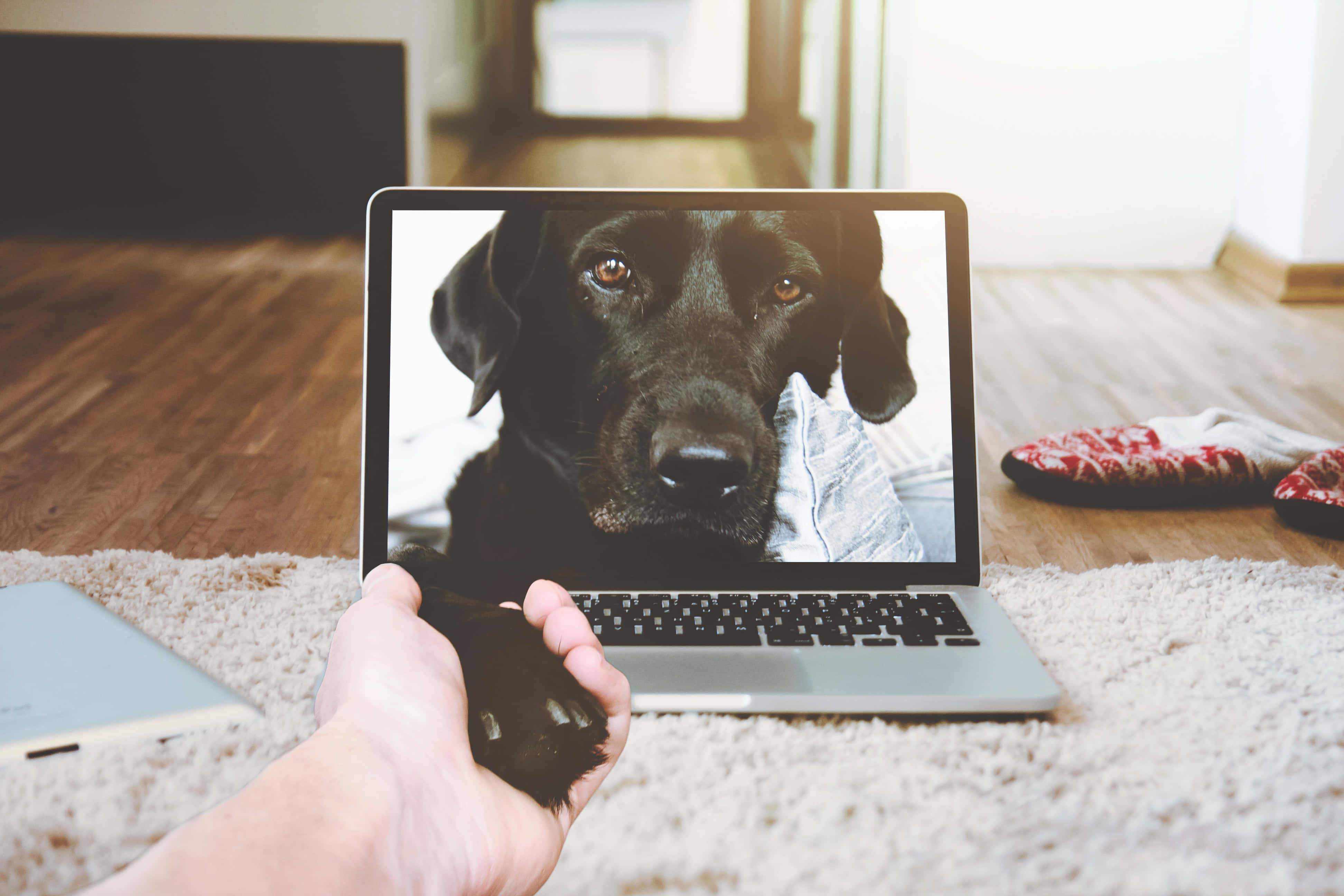 Эстетичный и современный серебристый Macbook Обои