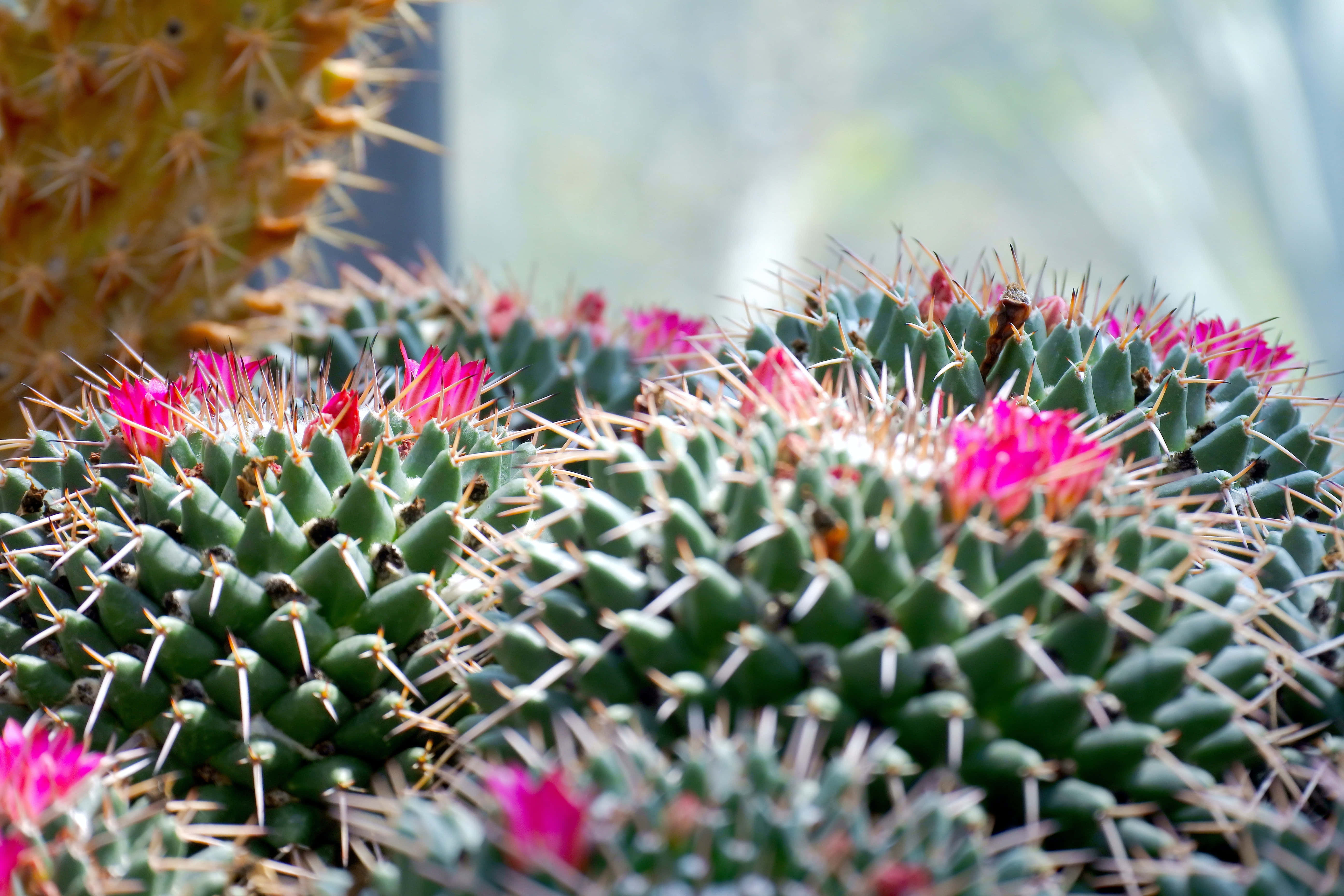 Цветок кактуса Mammillaria Polythele Обои