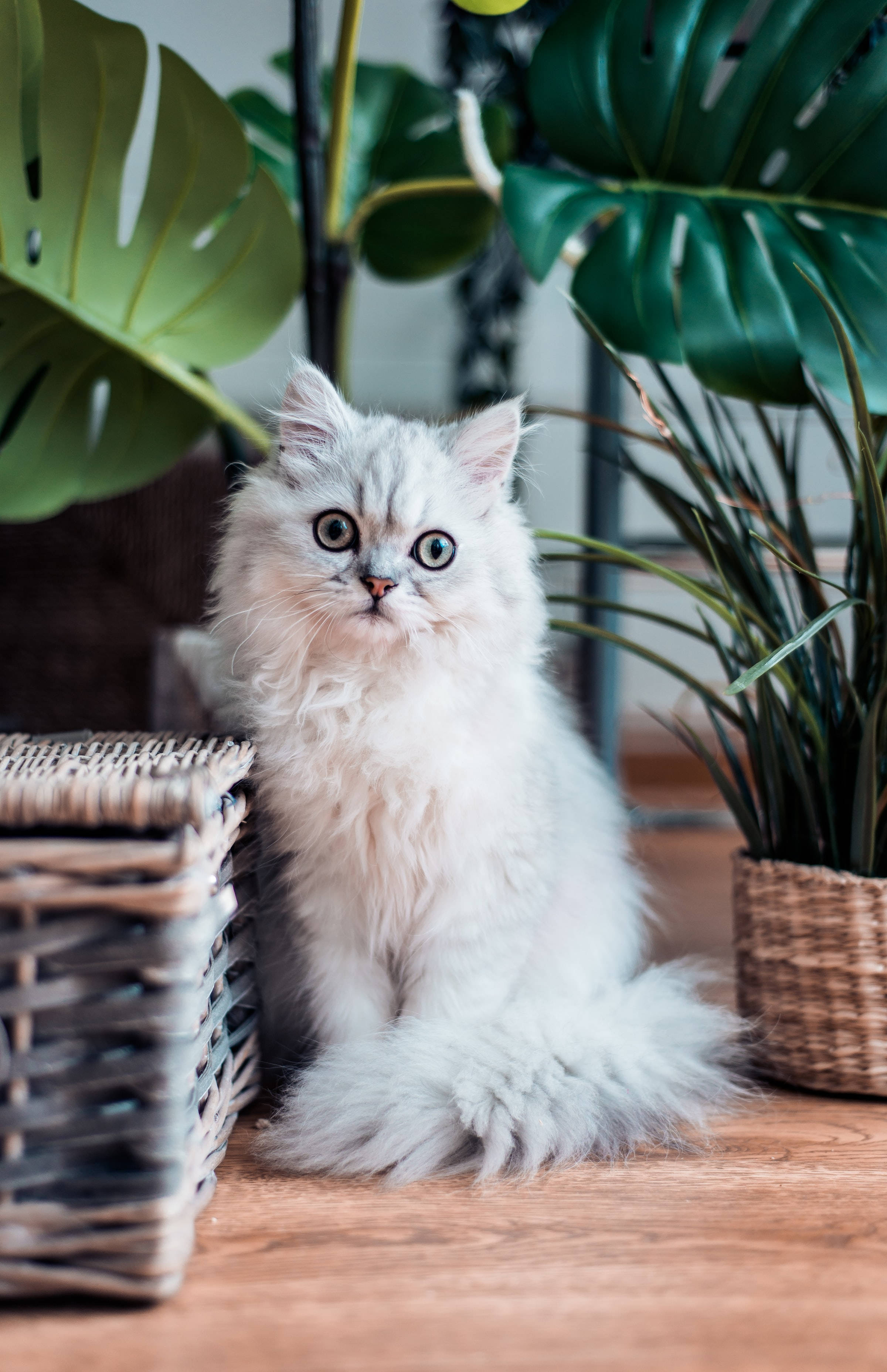 Белая персидская кошка PFP Обои