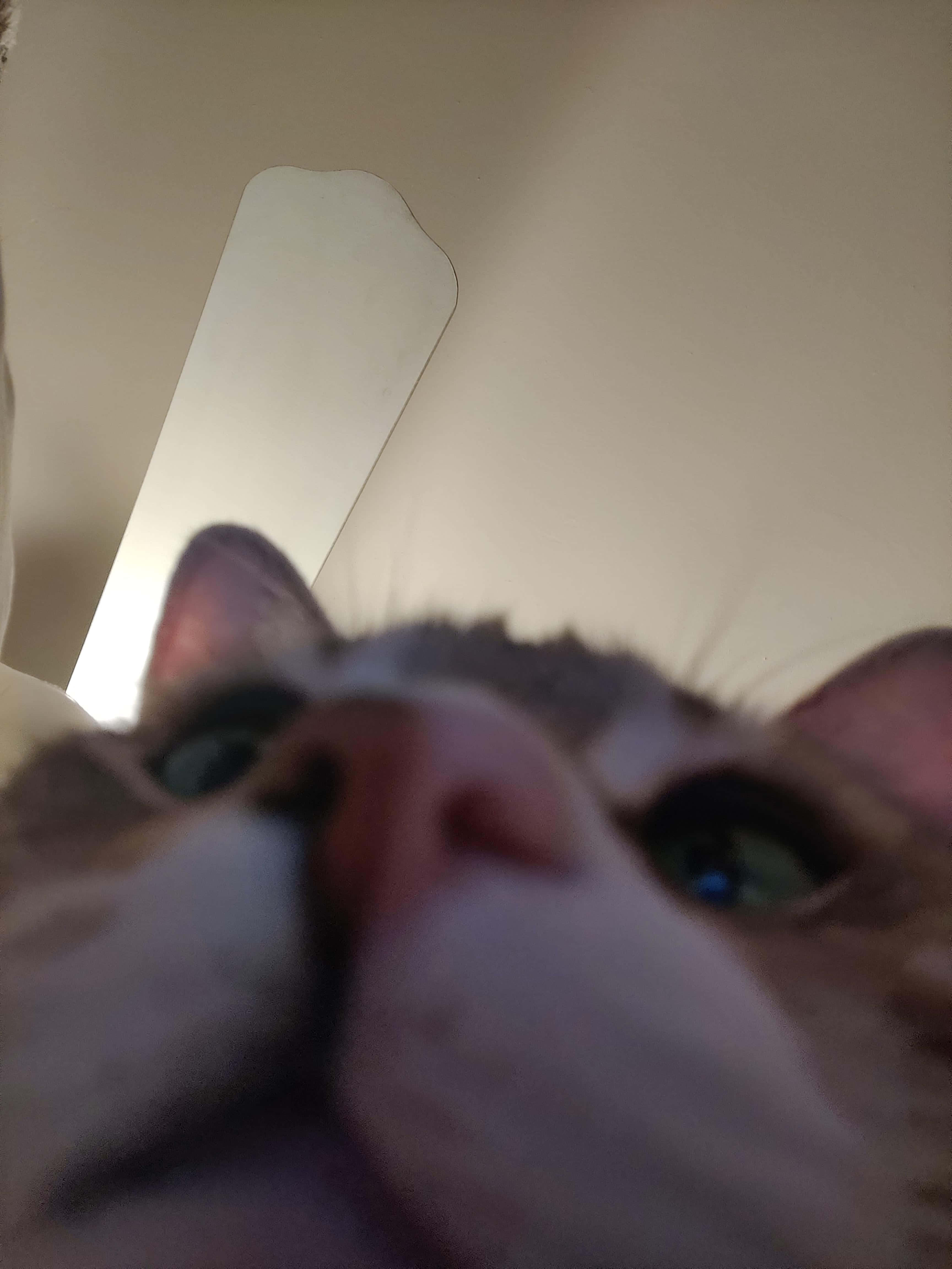 Крупный план носа милого кота PFP Обои