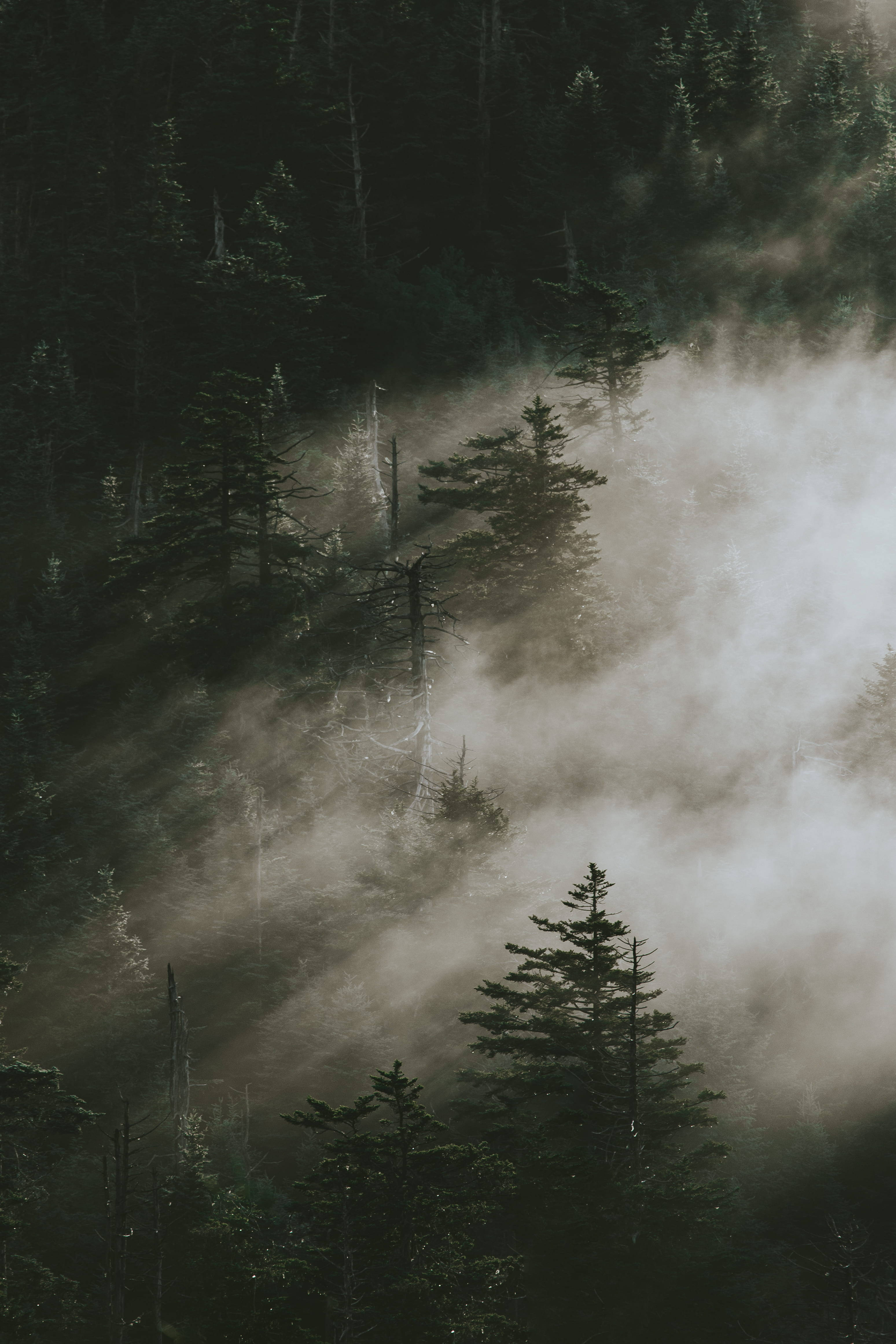 Pine Trees In Smoky Mountains Обои