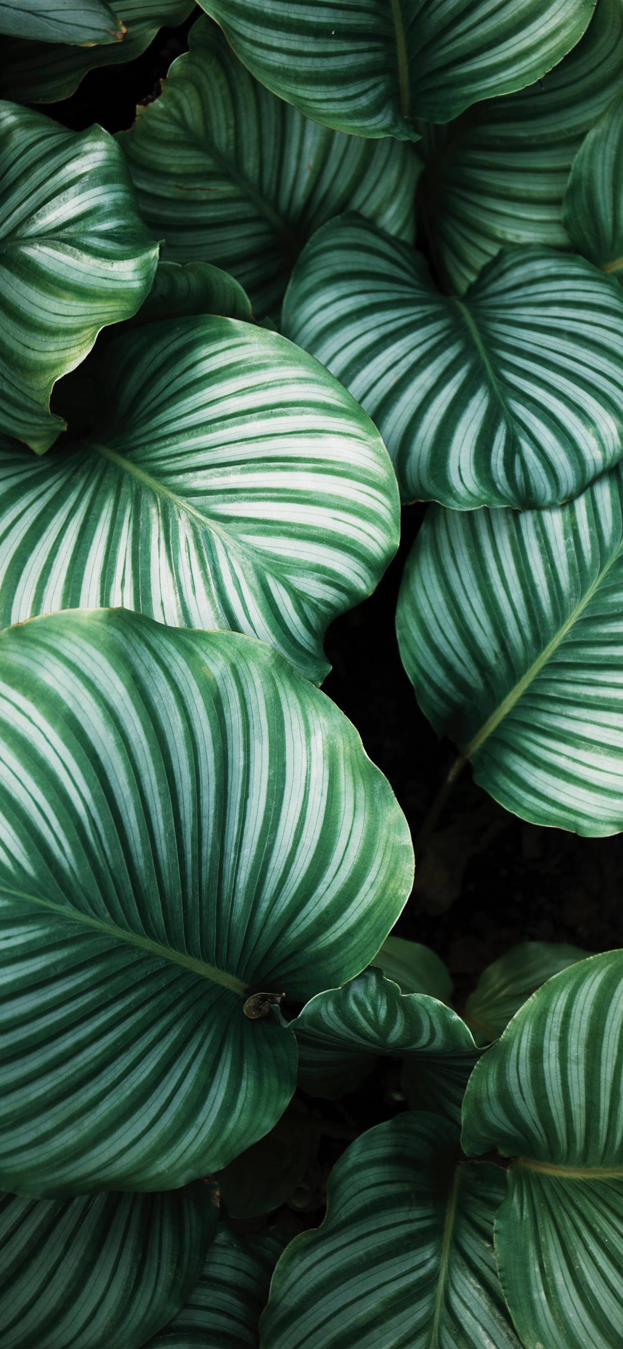 Сблизьтесь с природой — скачайте обои Plants для iPhone Обои