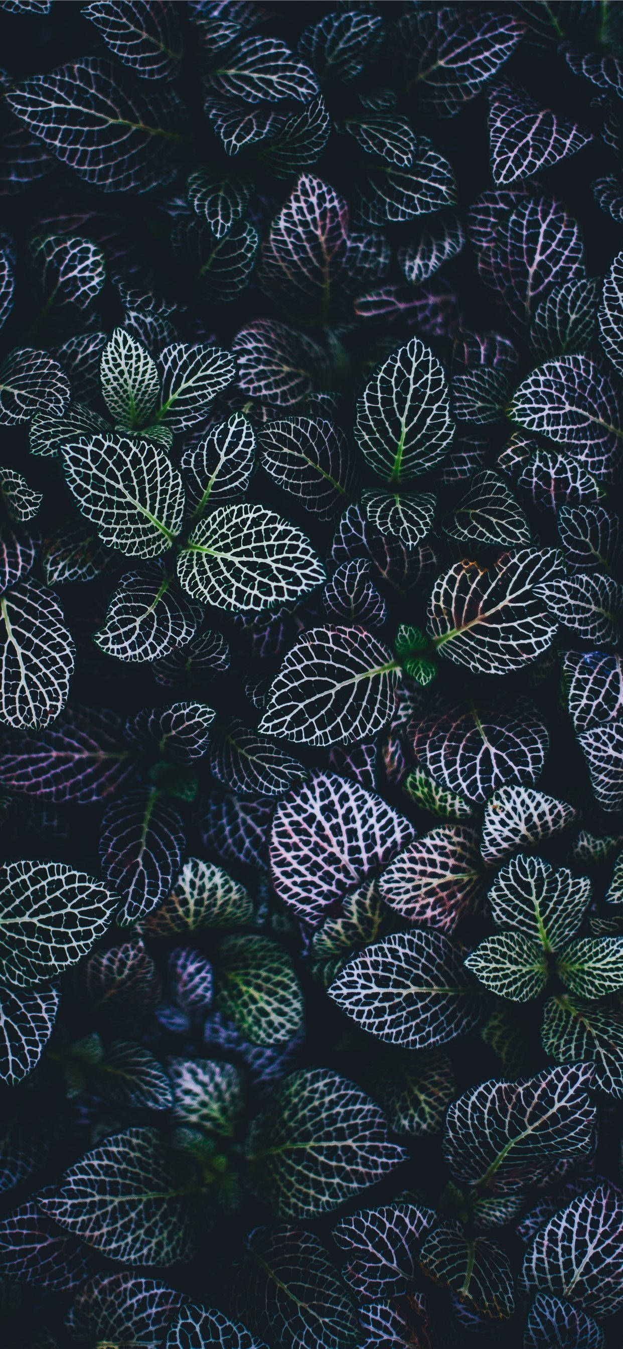 Освежите экран с помощью обоев Plants для iPhone Обои