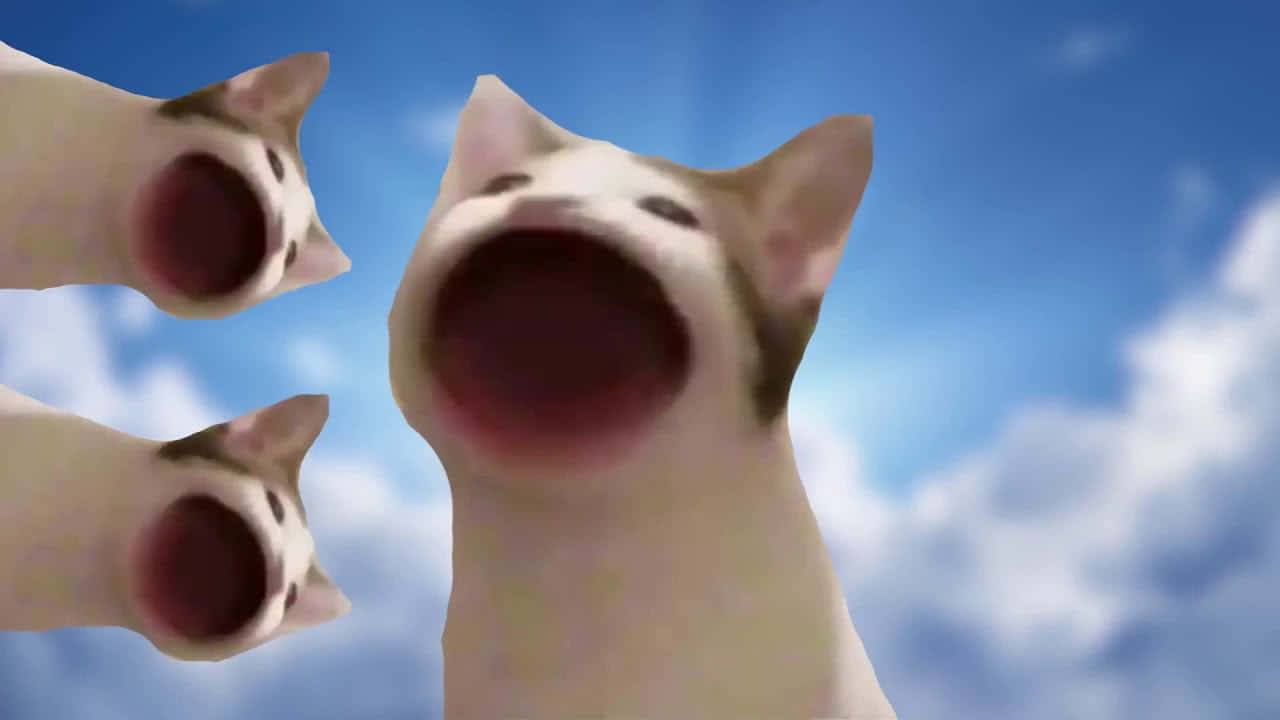 Проклятый мем с котом Pop Cat Обои