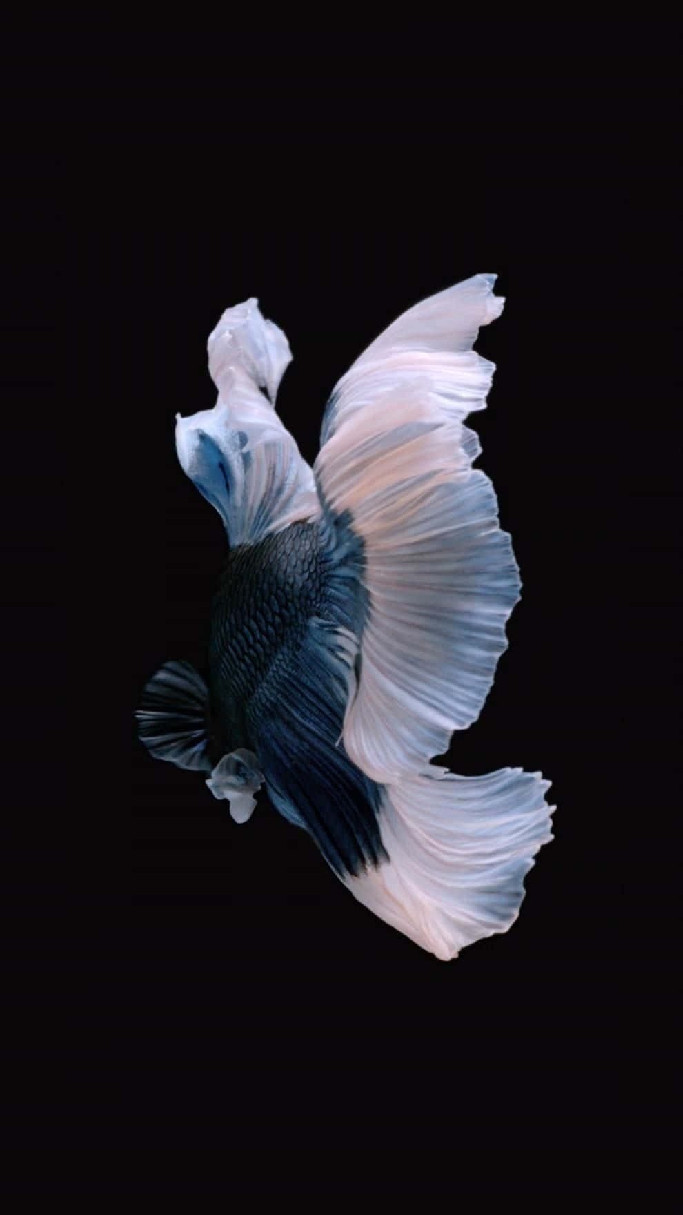 Петушок (Siamese fighting fish) iPhone 7 Plus Live Обои