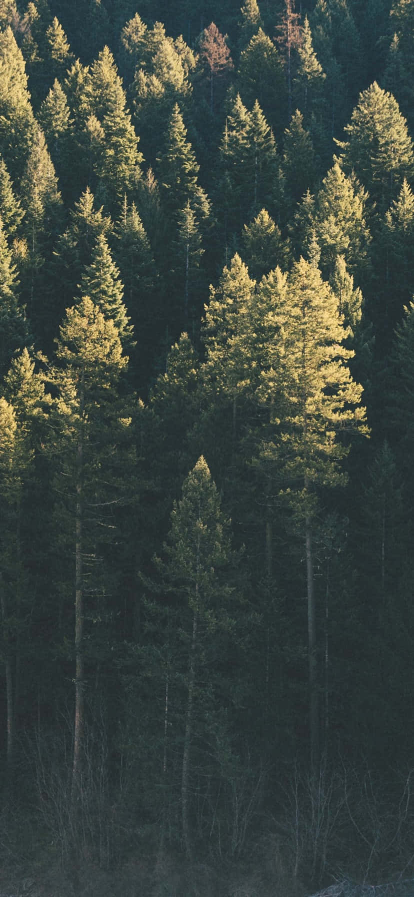 «Мирно прогуляйтесь по природе с Trees iPhone» Обои