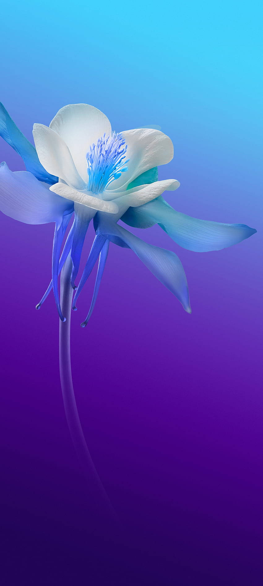 Vivo V20 Белый и синий цветок Обои