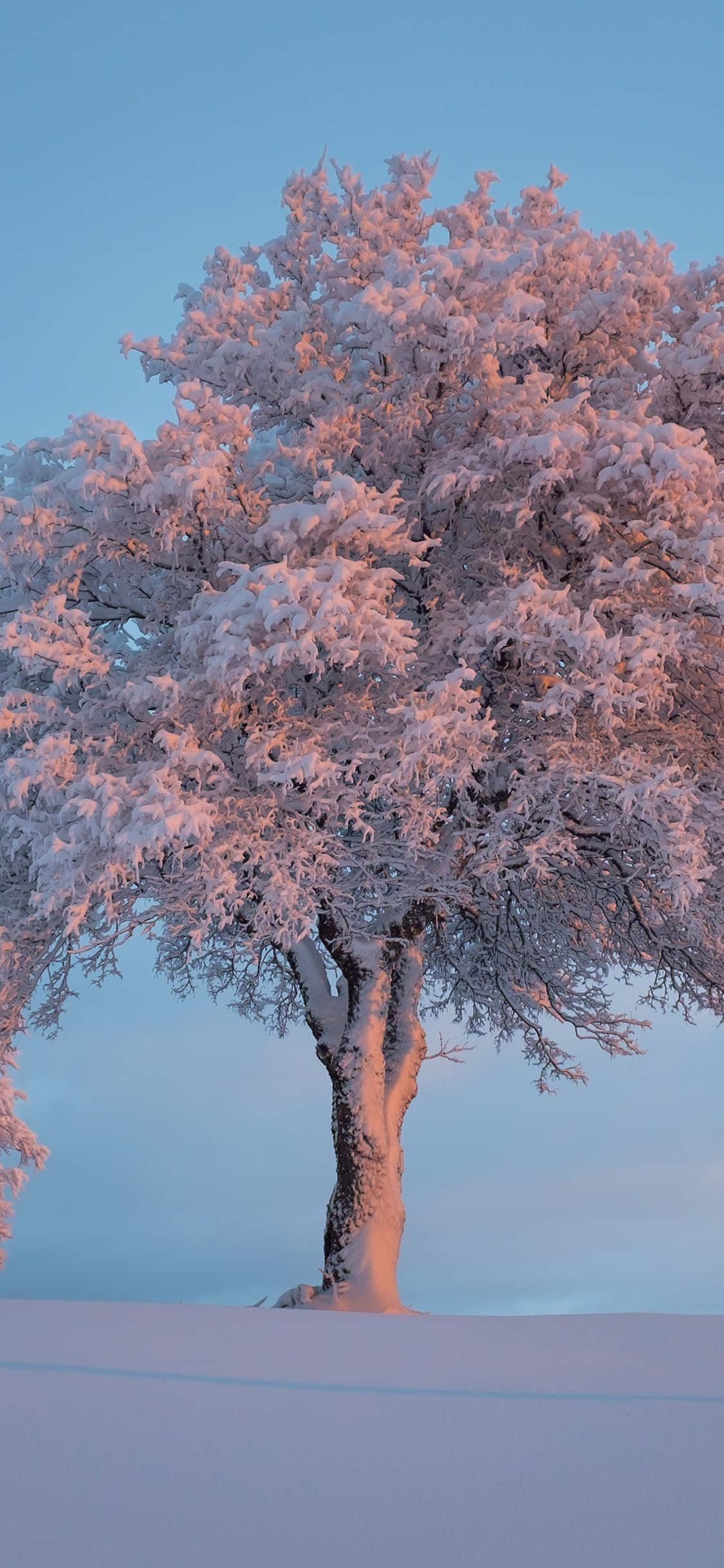 Безмятежный водопад в пышном лесу Обои