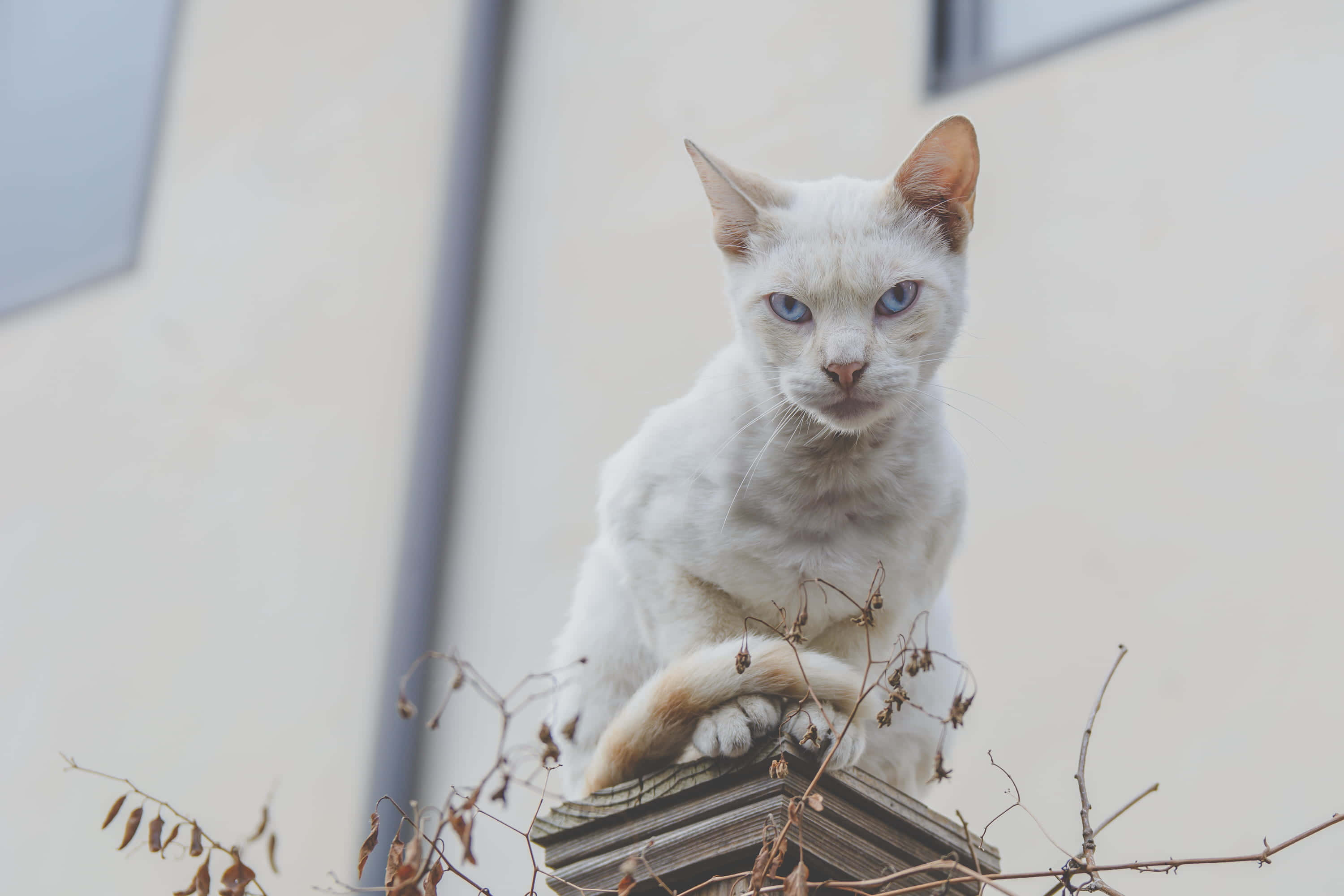белый кот, сидящий на выступе Обои
