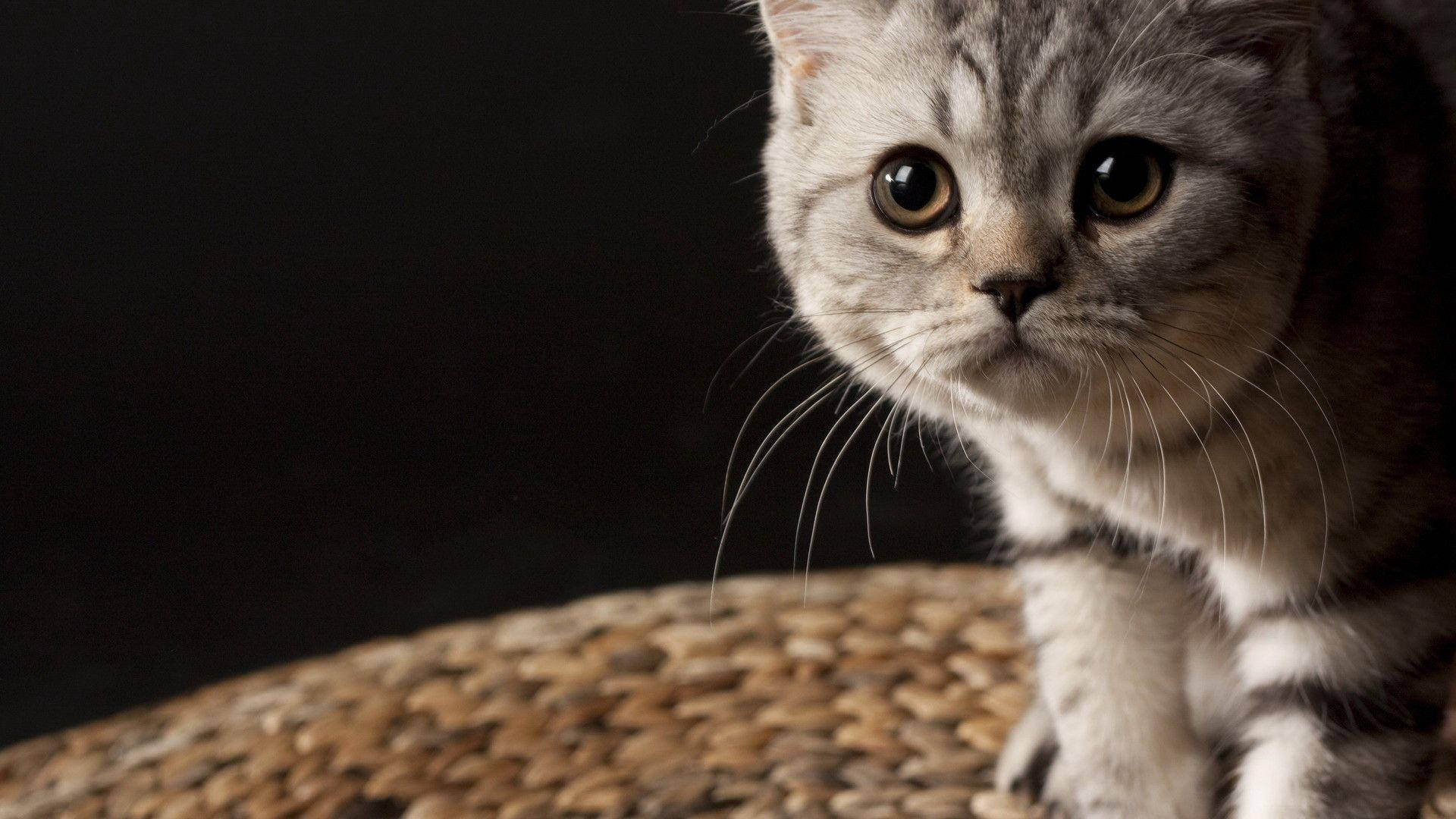 Величественная кошачья красота Обои
