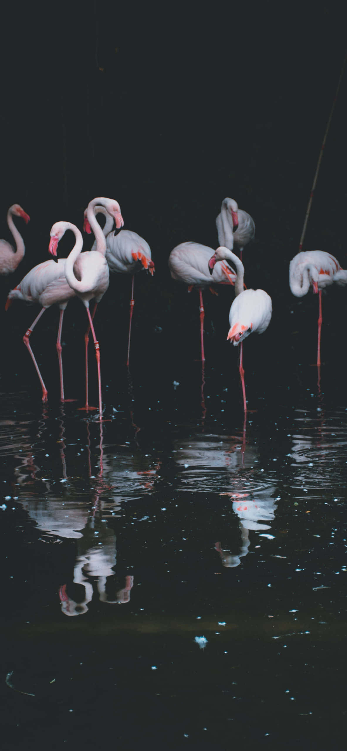 «Взлетающий фламинго» Обои
