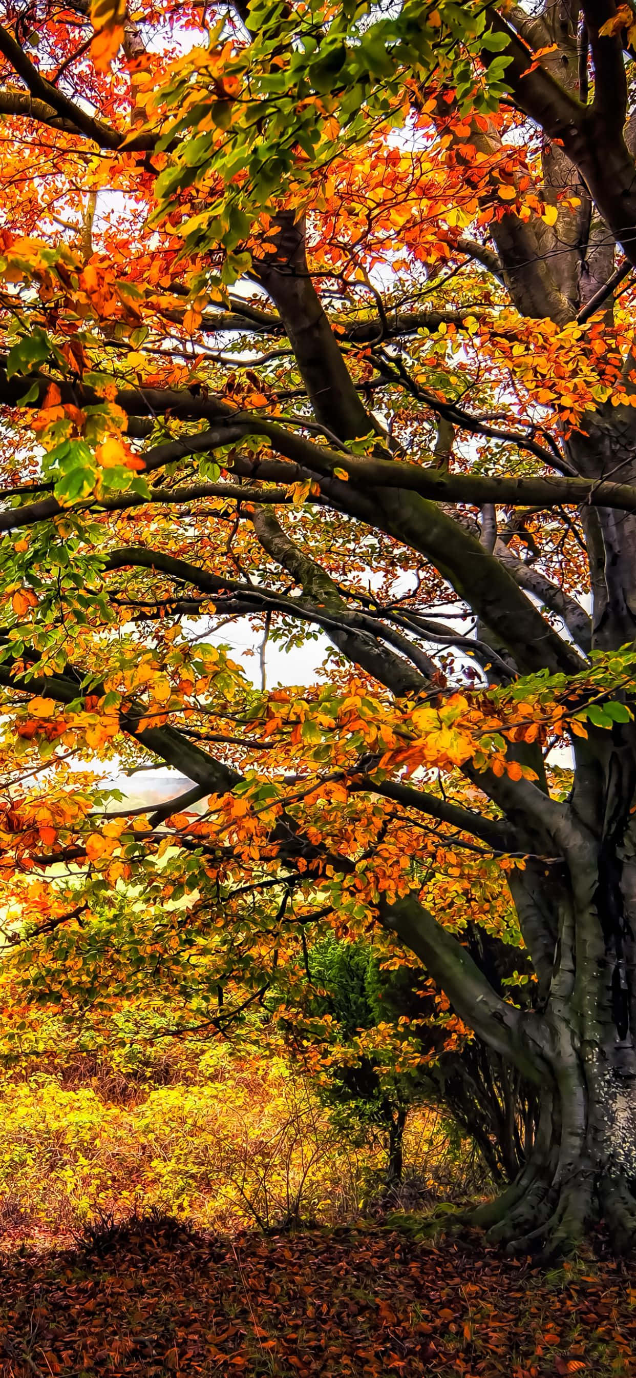 Влюбитесь в потрясающие виды природы с помощью iPhone Xs Max Обои