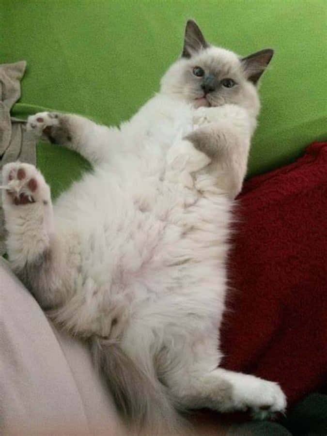 Забавный котик — милый и смешной кот Обои