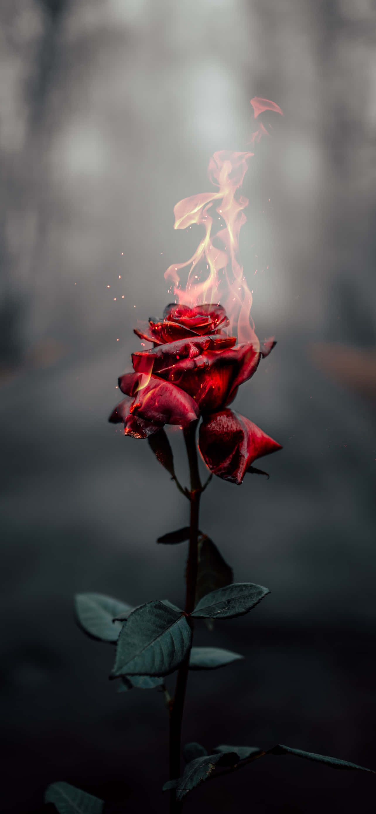 Зачарованное поле роз Обои
