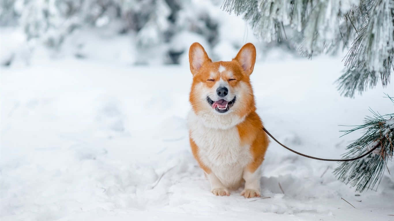 Зимний корги Обои