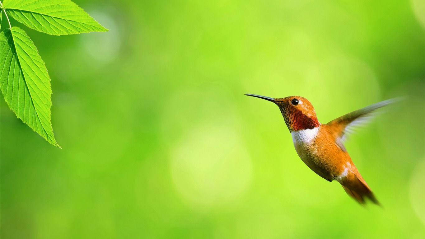 Колибри Милый Обои для Рабочего Стола Обои