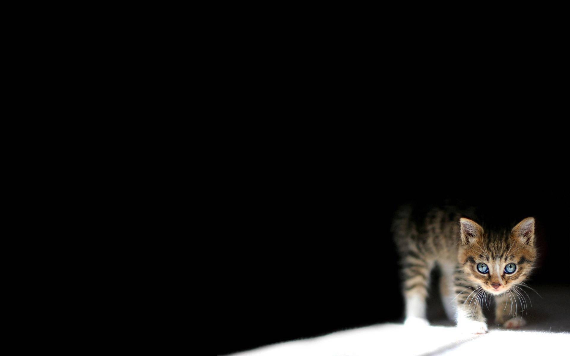Котенок в темноте обои