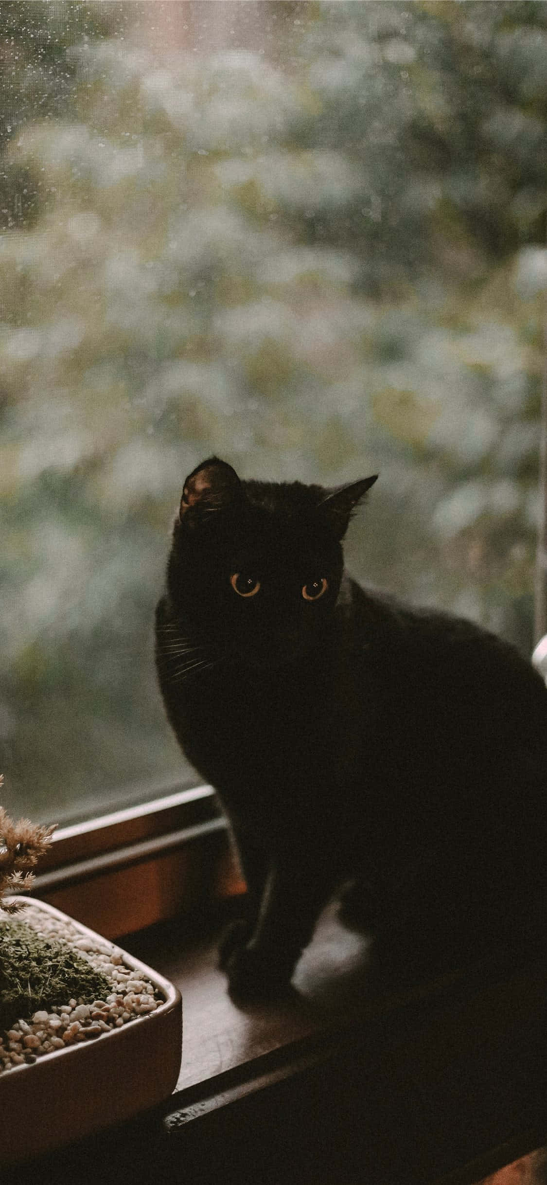 Кошелёк или жизнь? Обои