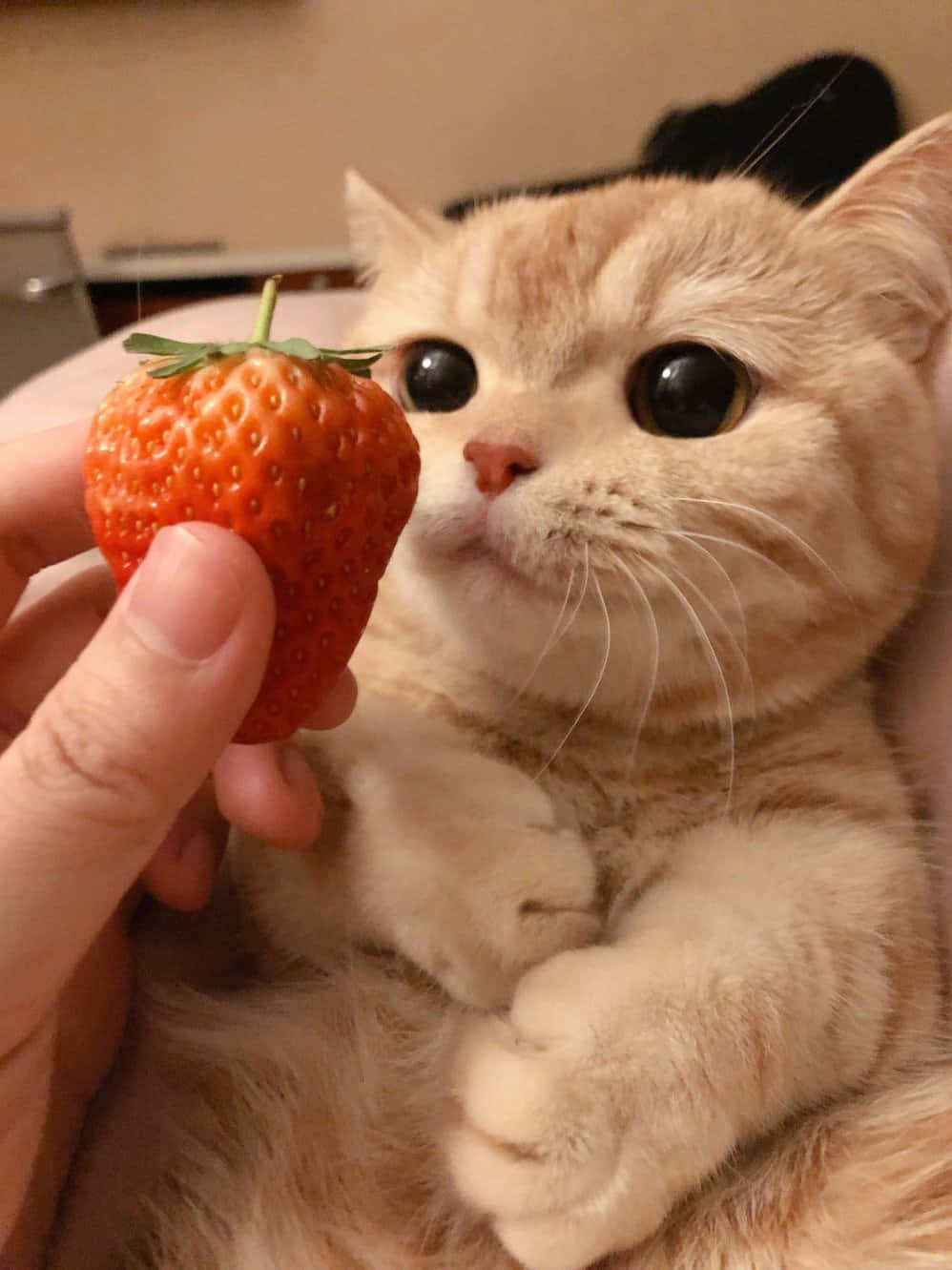 кошка ест клубнику Обои
